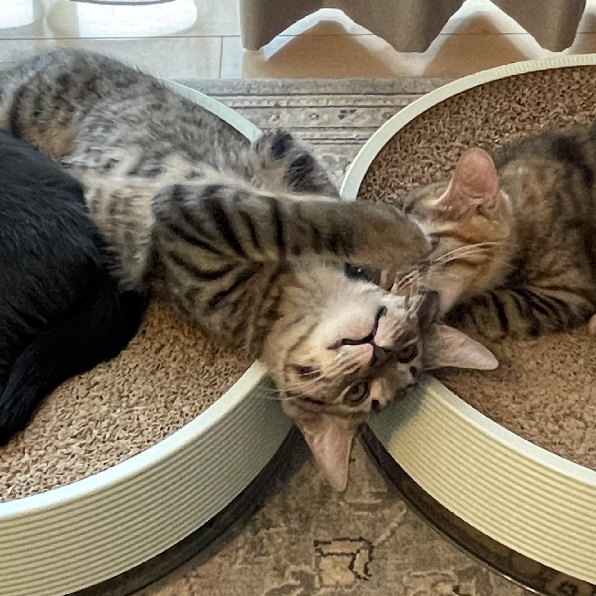 pet-image-9