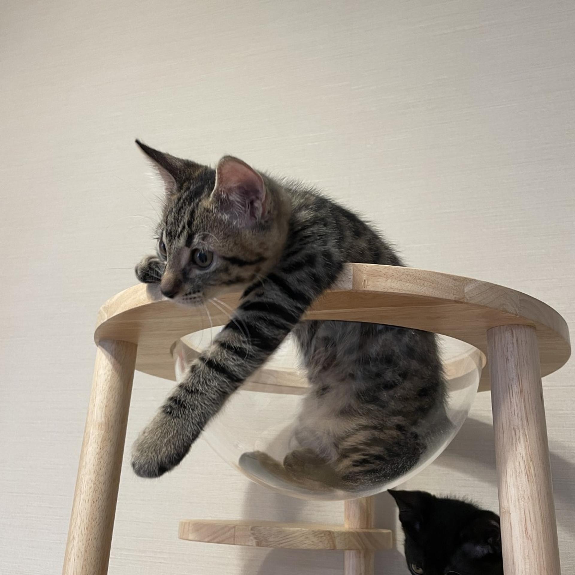 pet-image-4