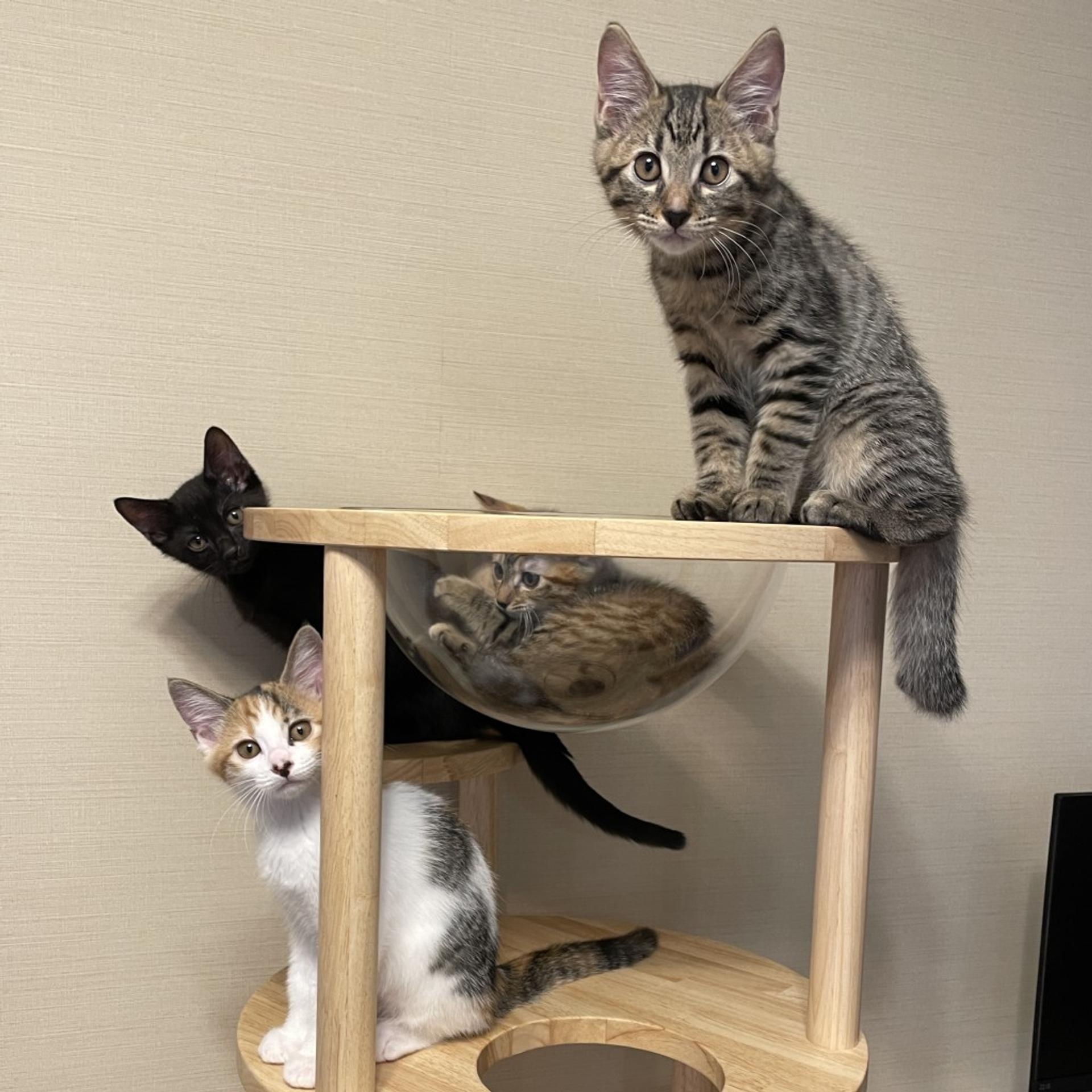 pet-image-5