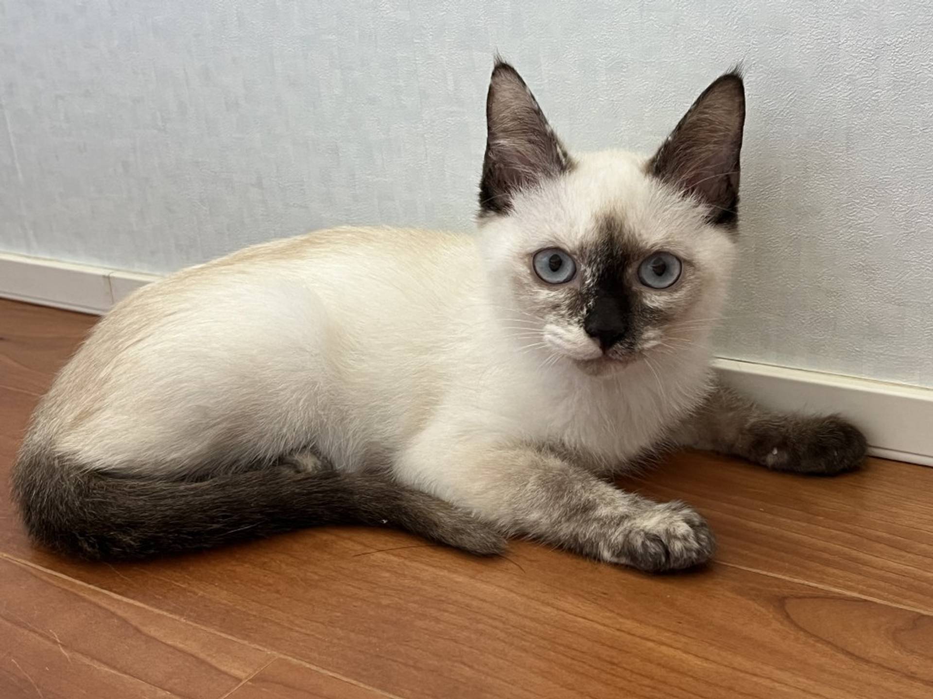 雑種（ミックス猫）・メスの里親募集の写真