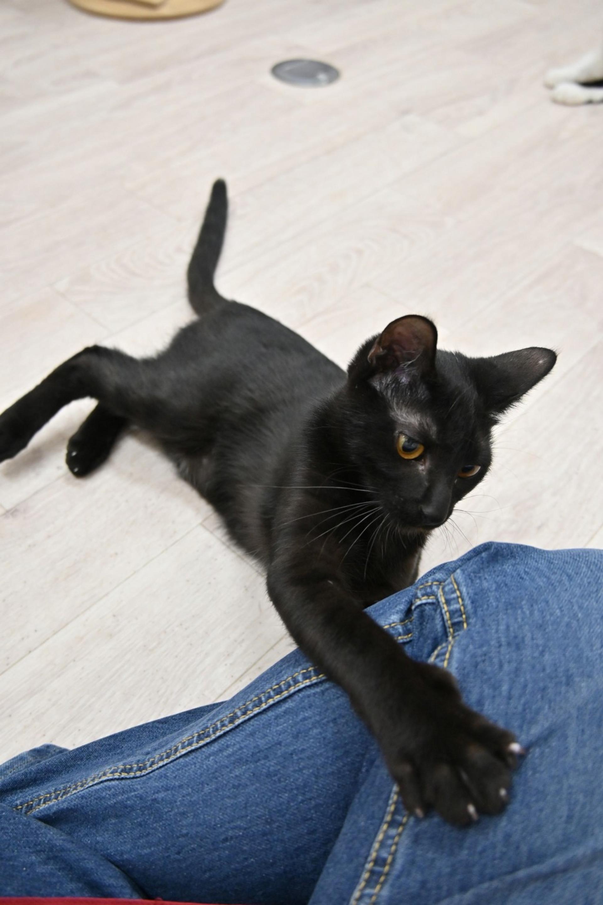 pet-image-4