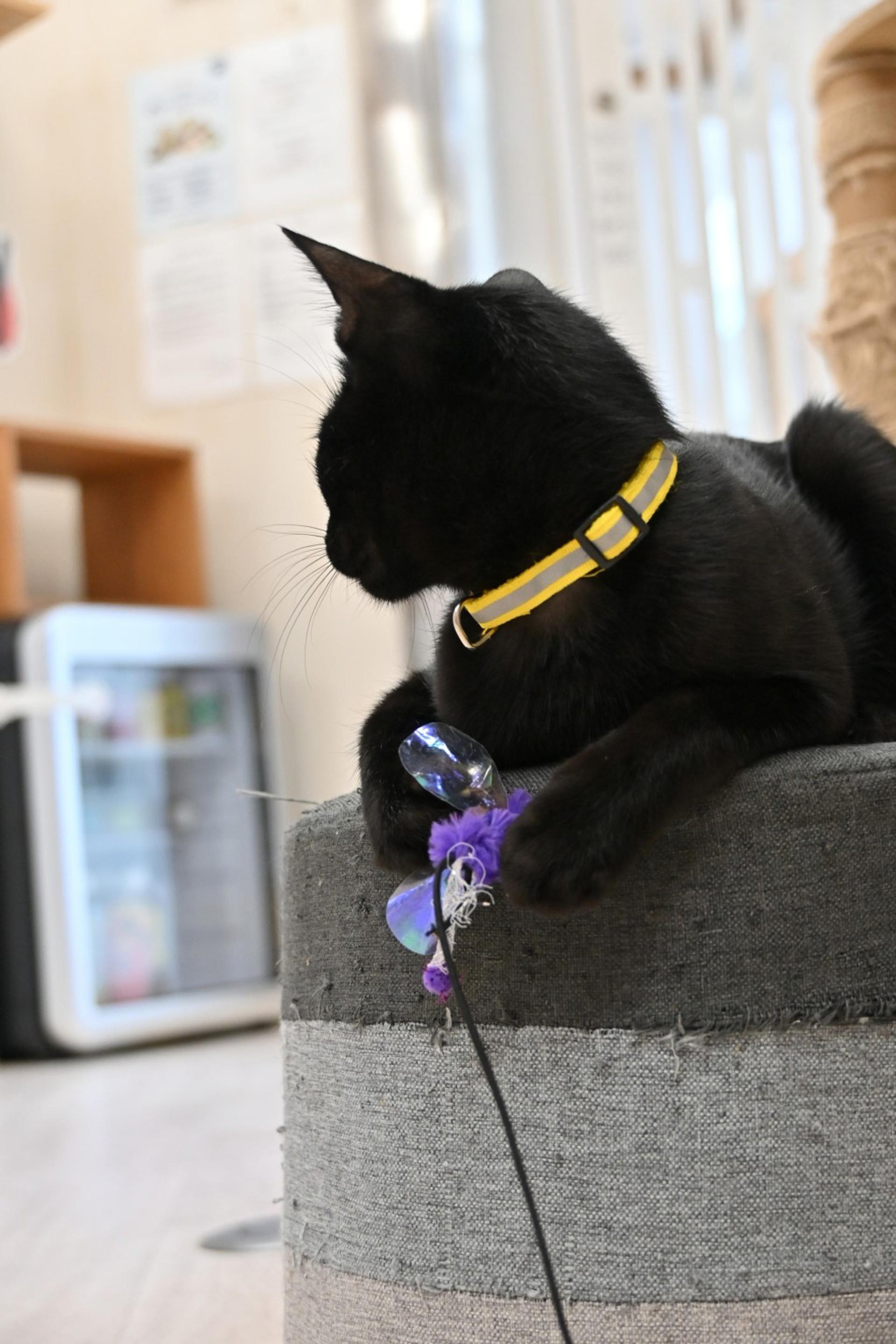 pet-image-7