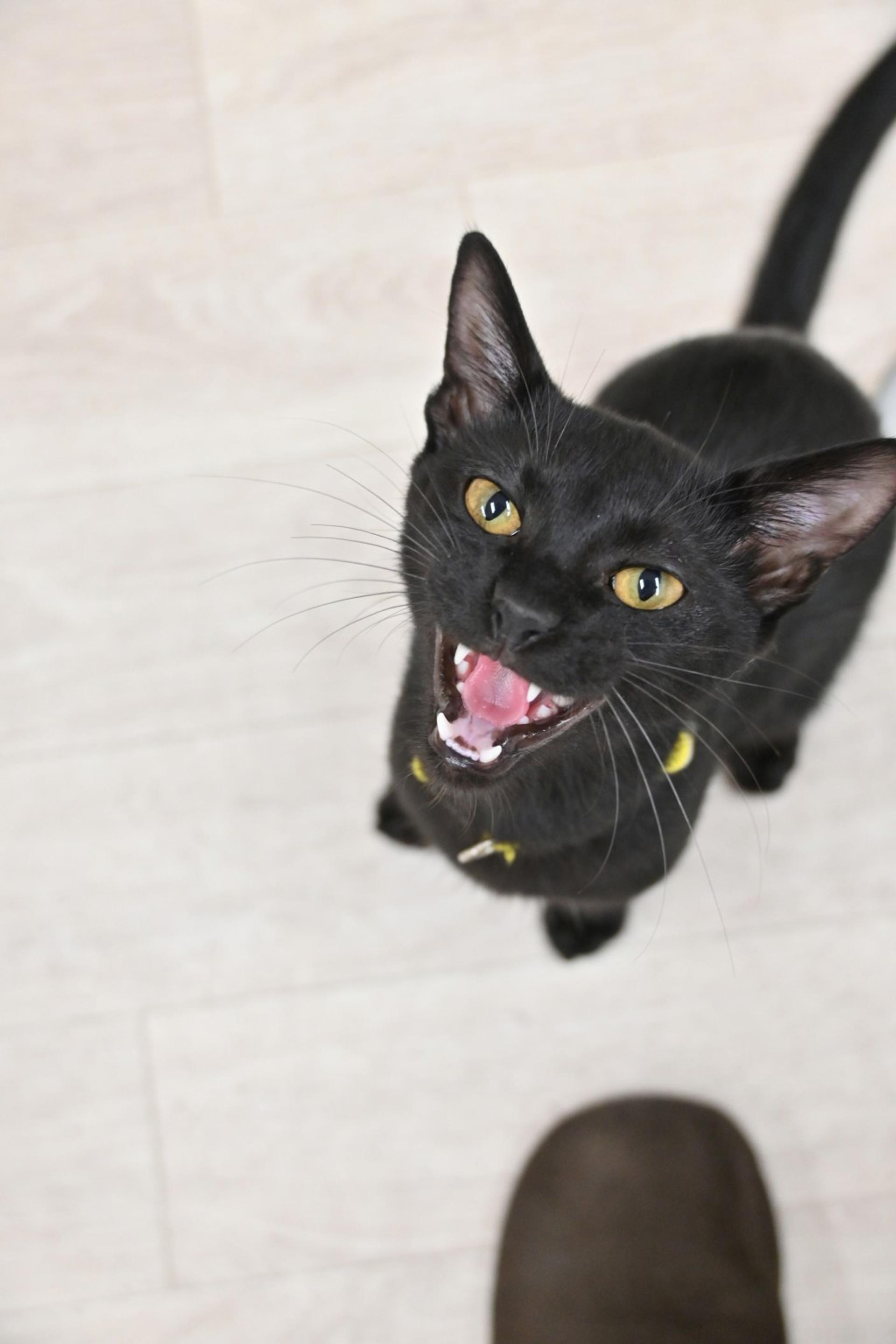 pet-image-5