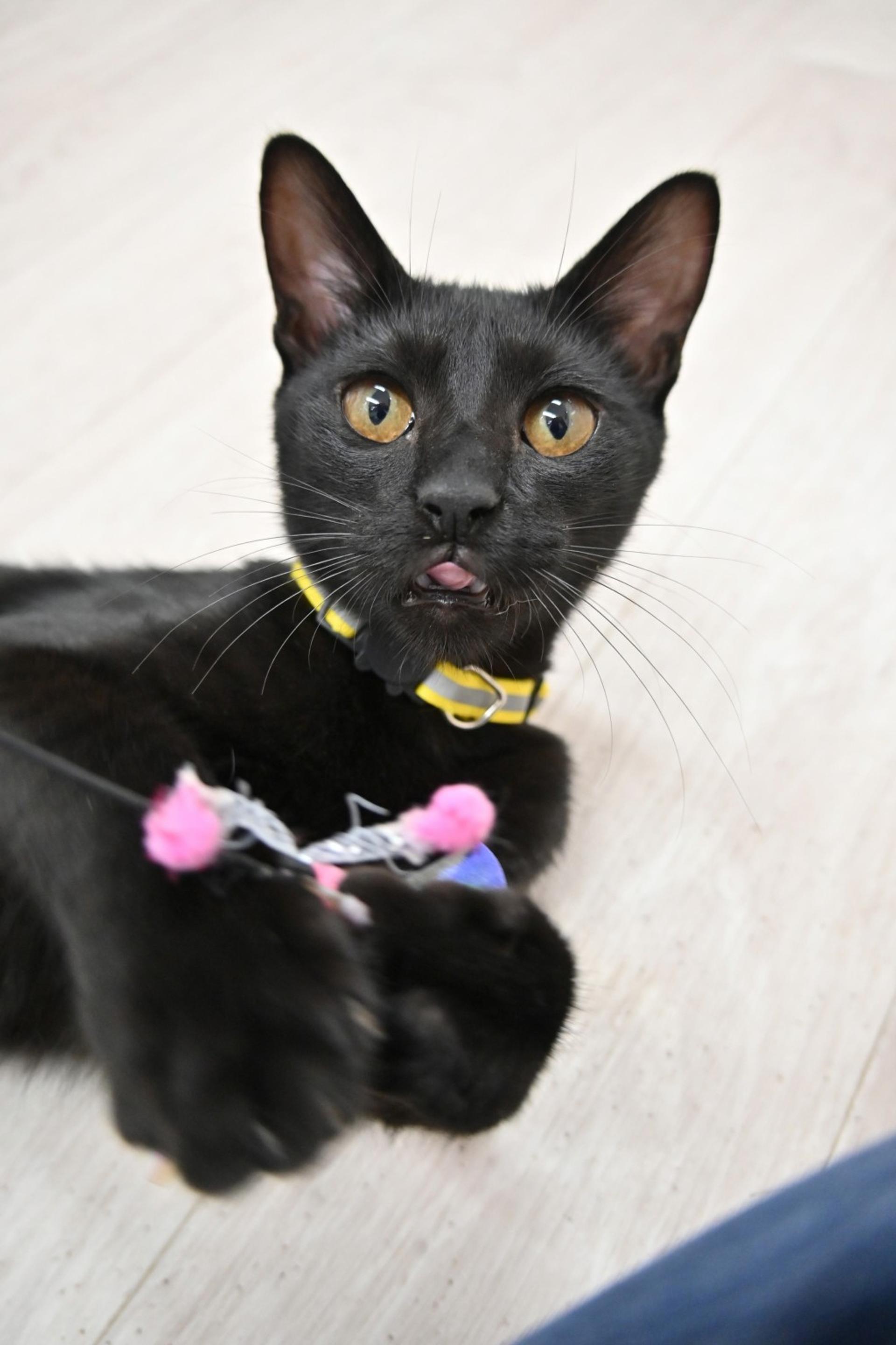 pet-image-3