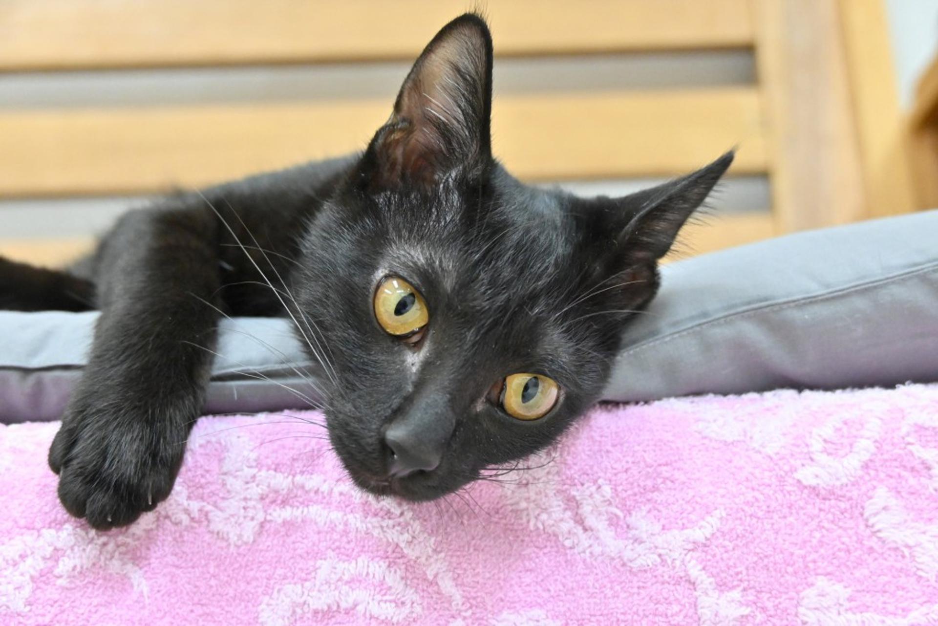 pet-image-5
