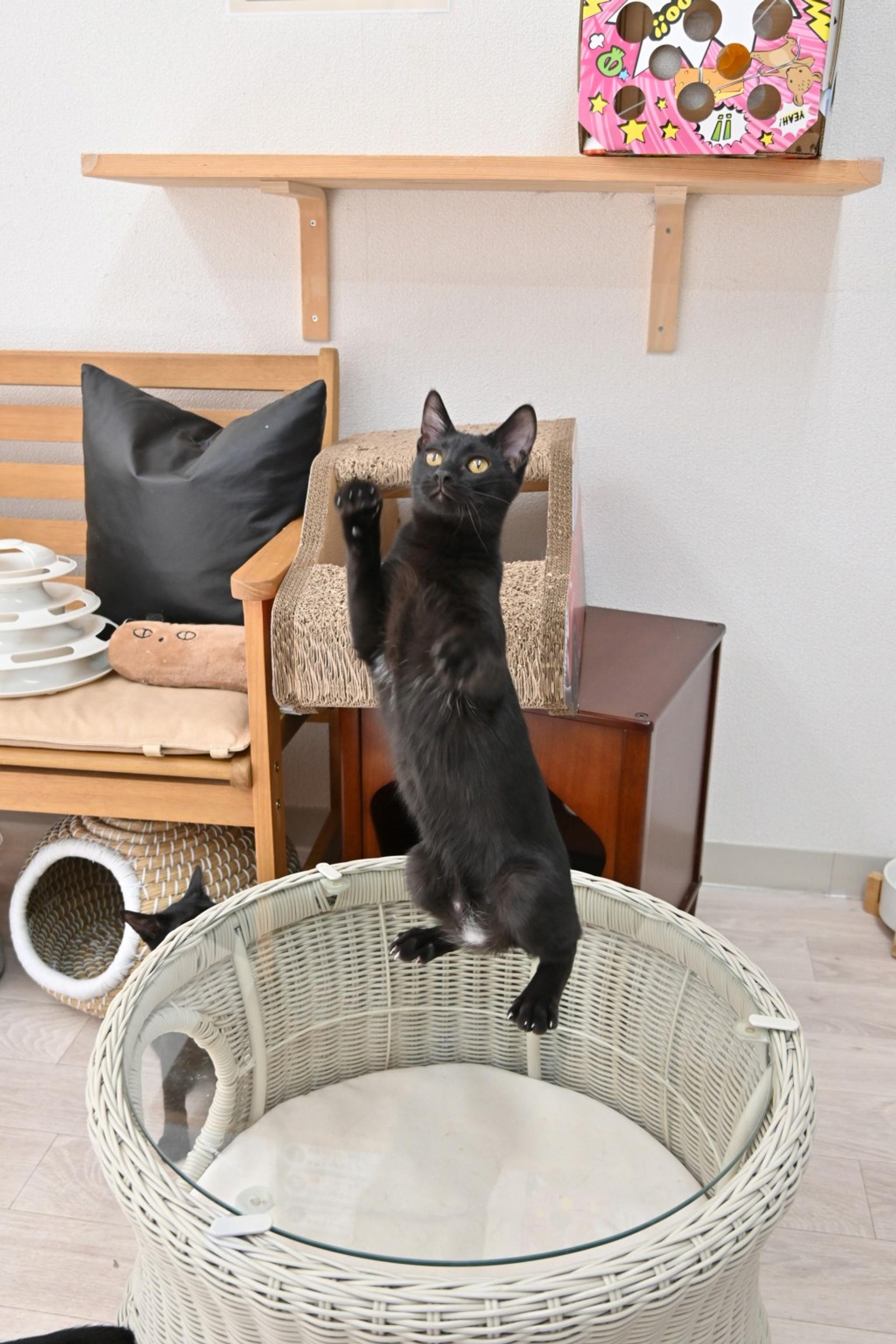 pet-image-4