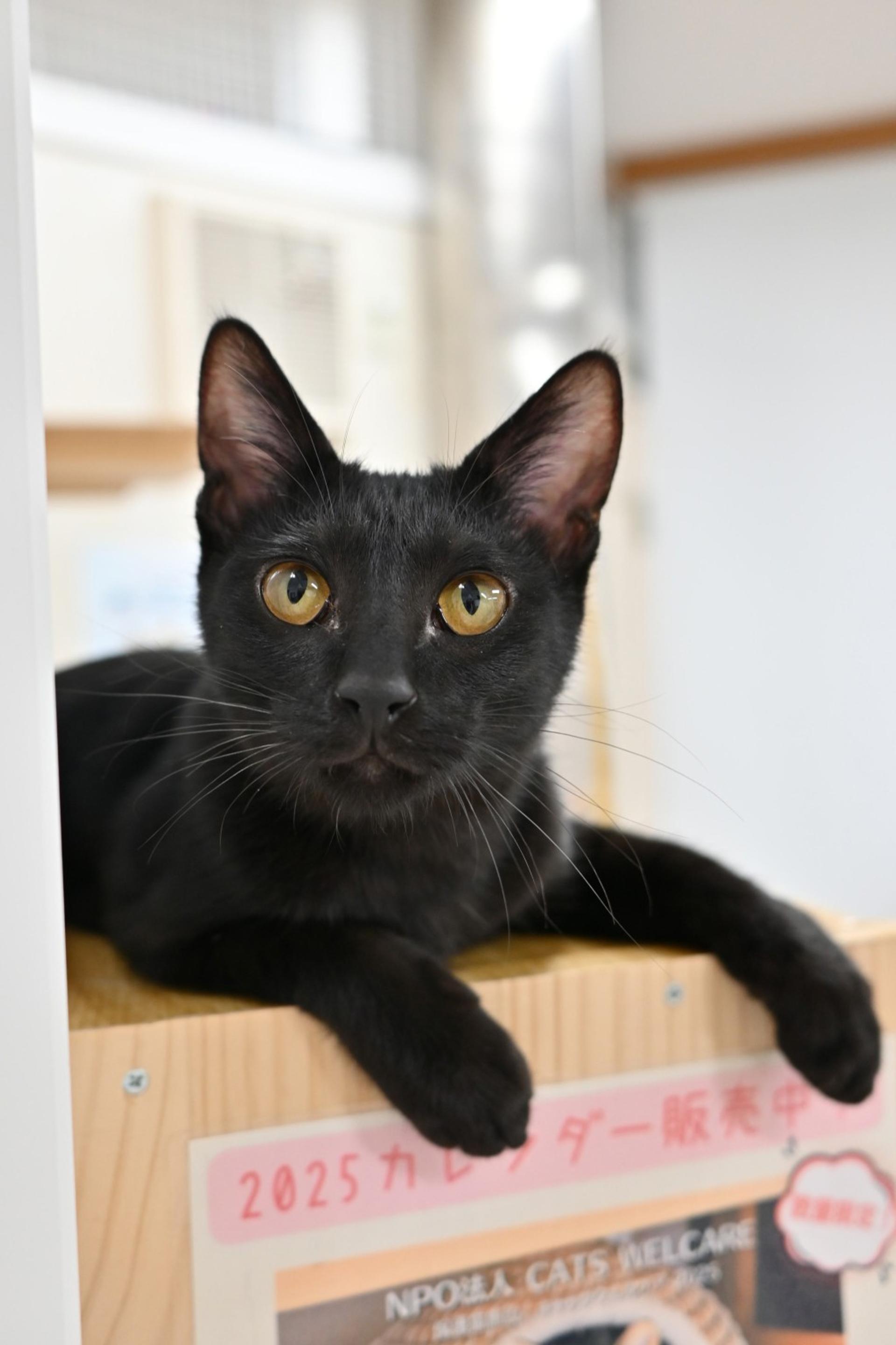 pet-image-7