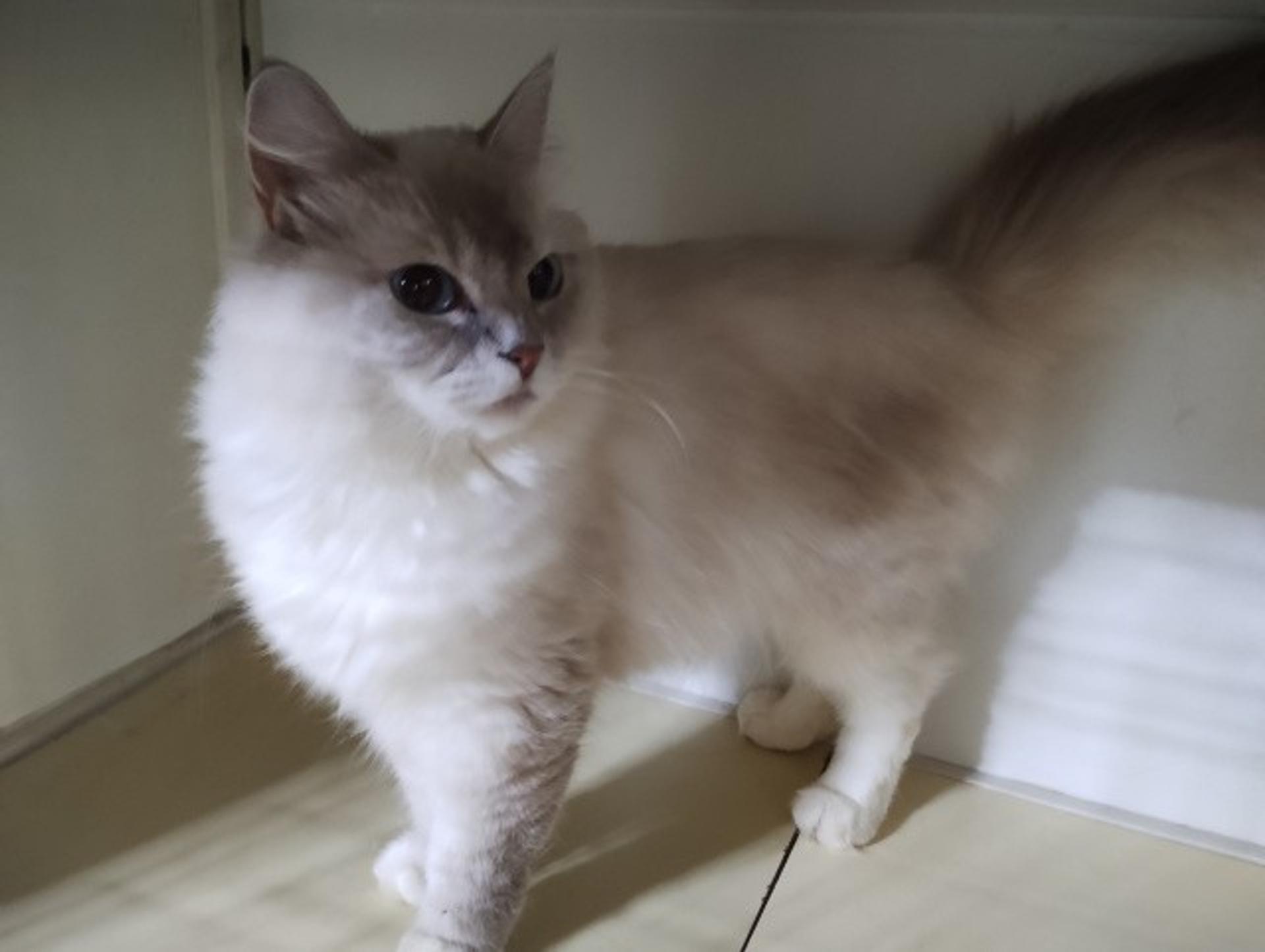 pet-image-4