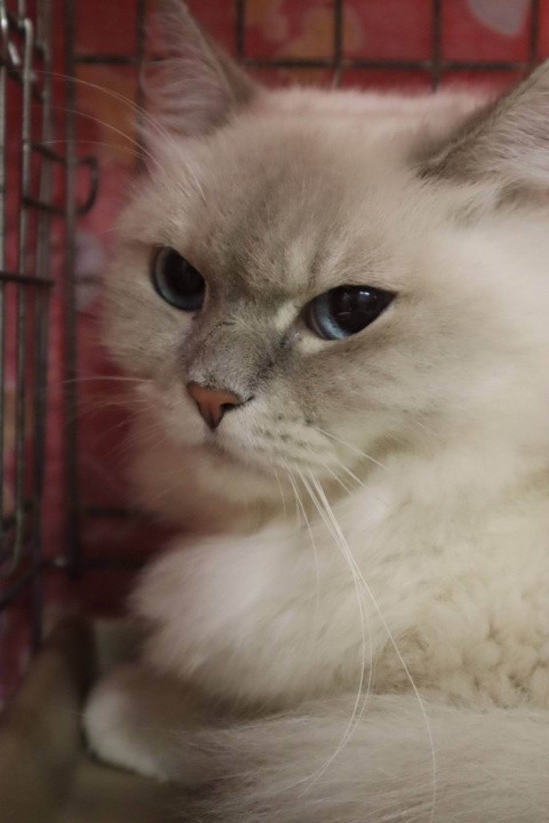 雑種（ミックス猫）・メスの里親募集の写真