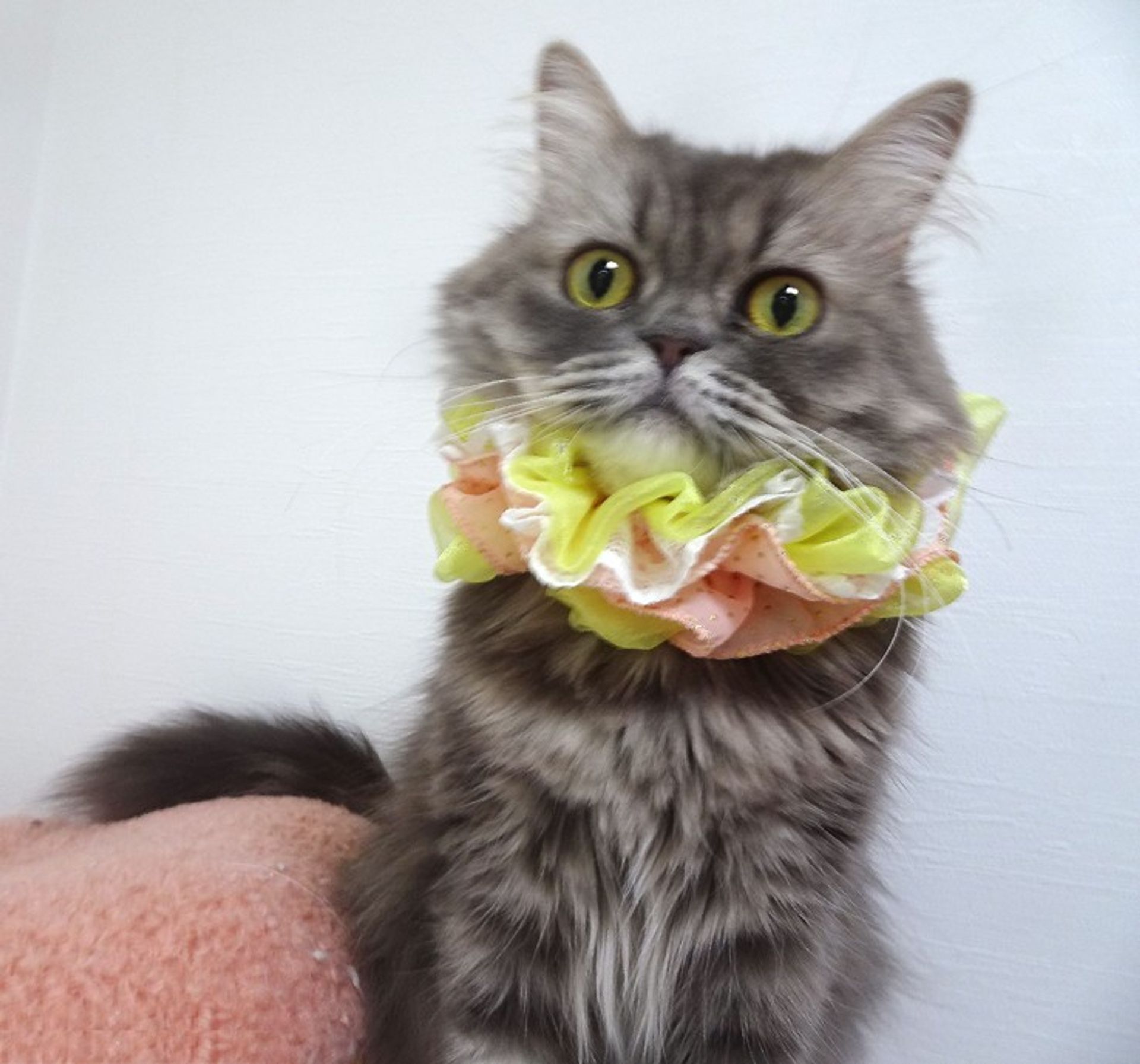雑種（ミックス猫）・メスの里親募集の写真