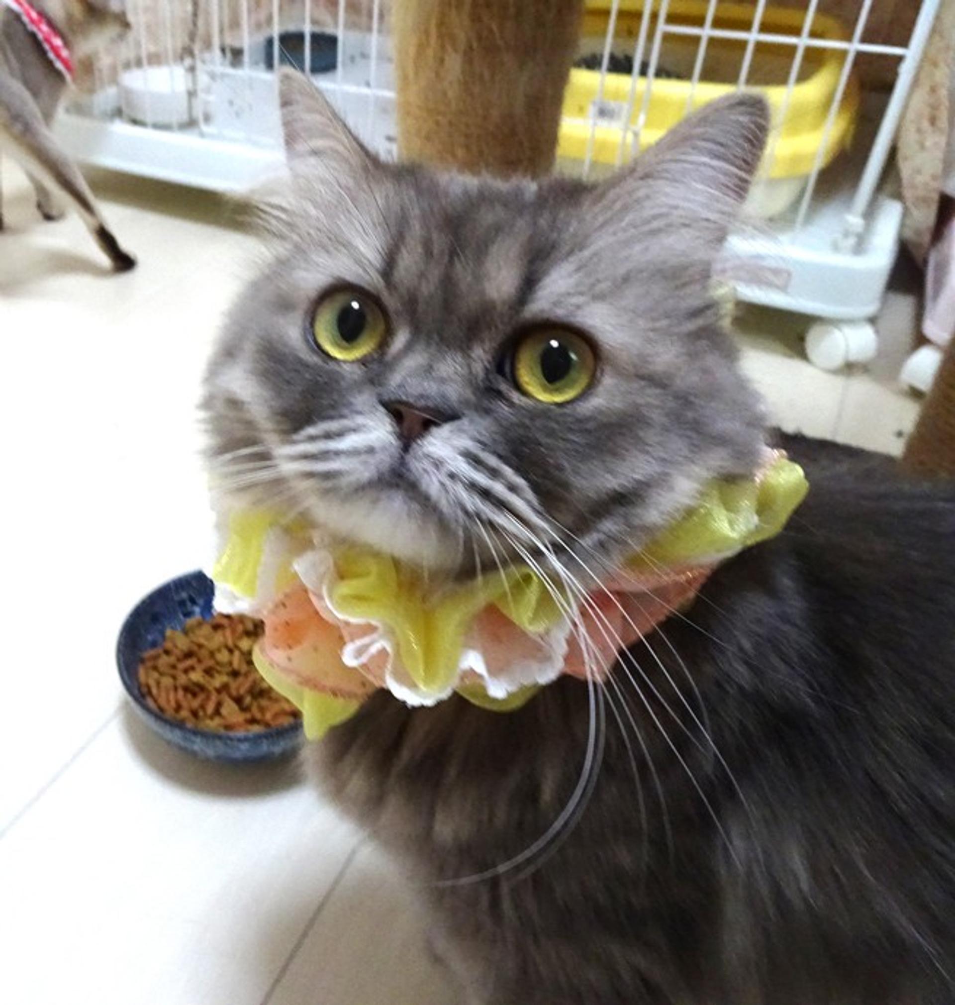 pet-image-2