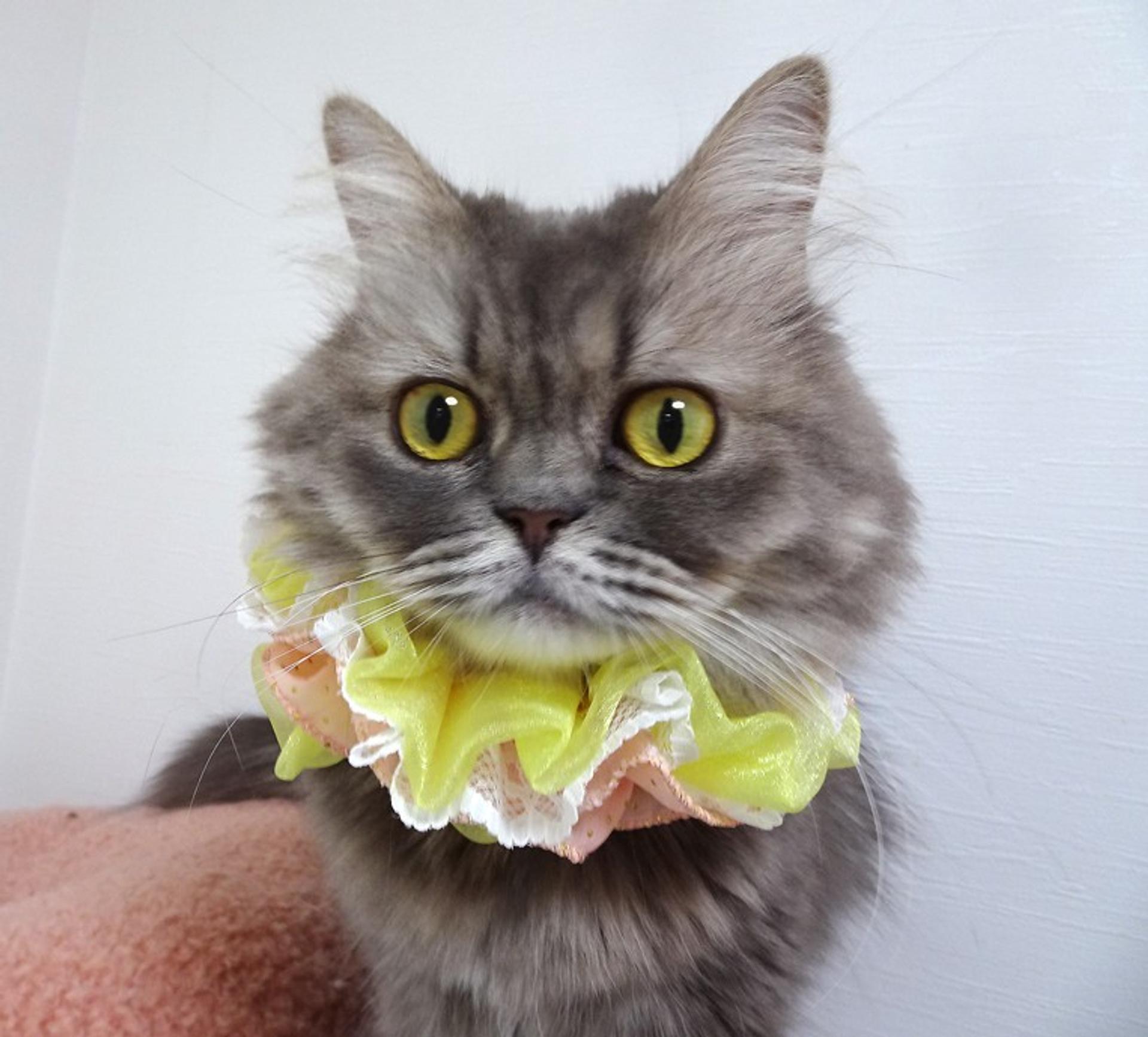 pet-image-4