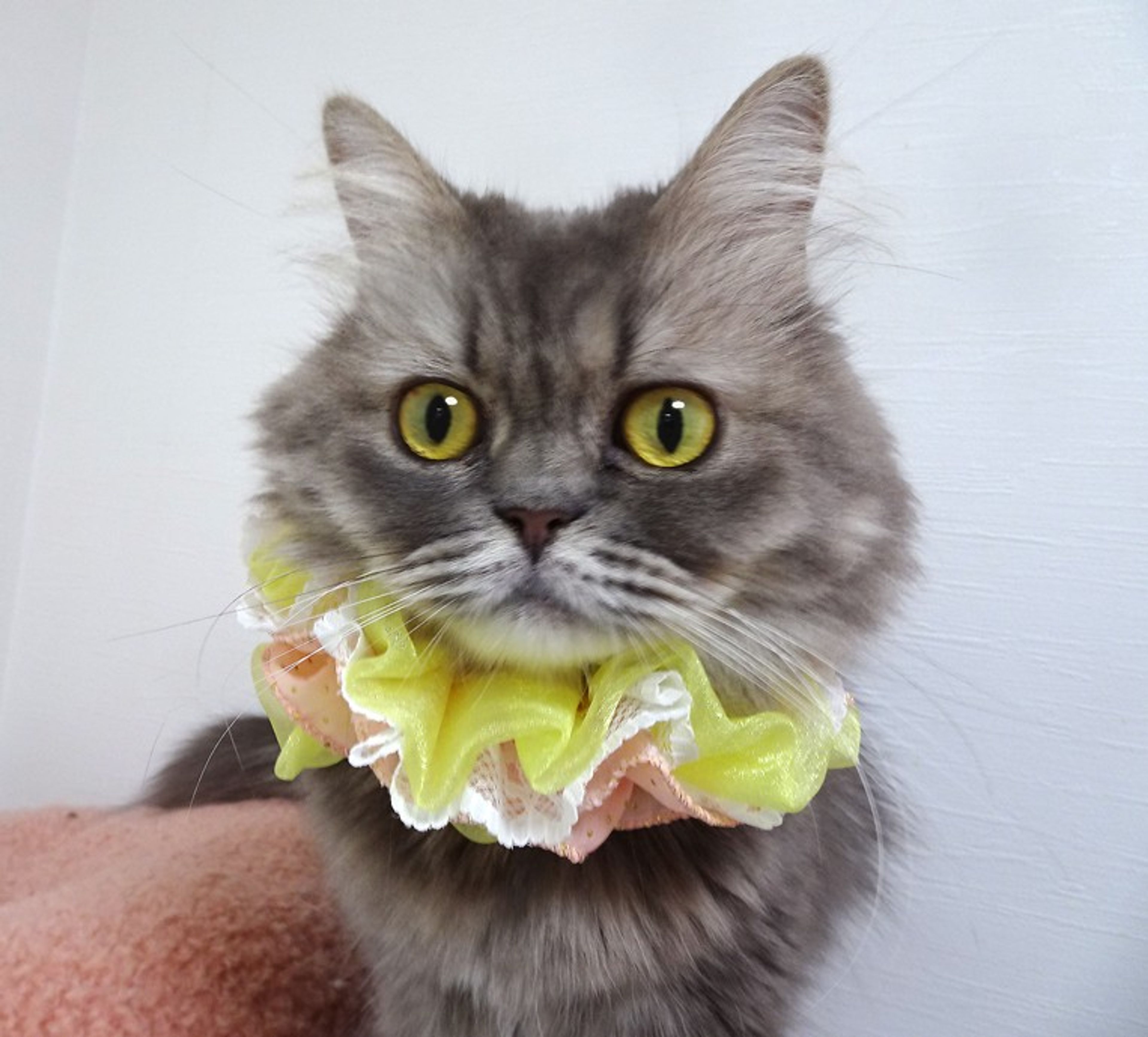 pet-image-4