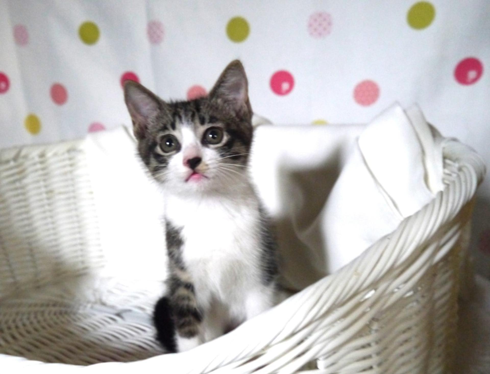 pet-image-2