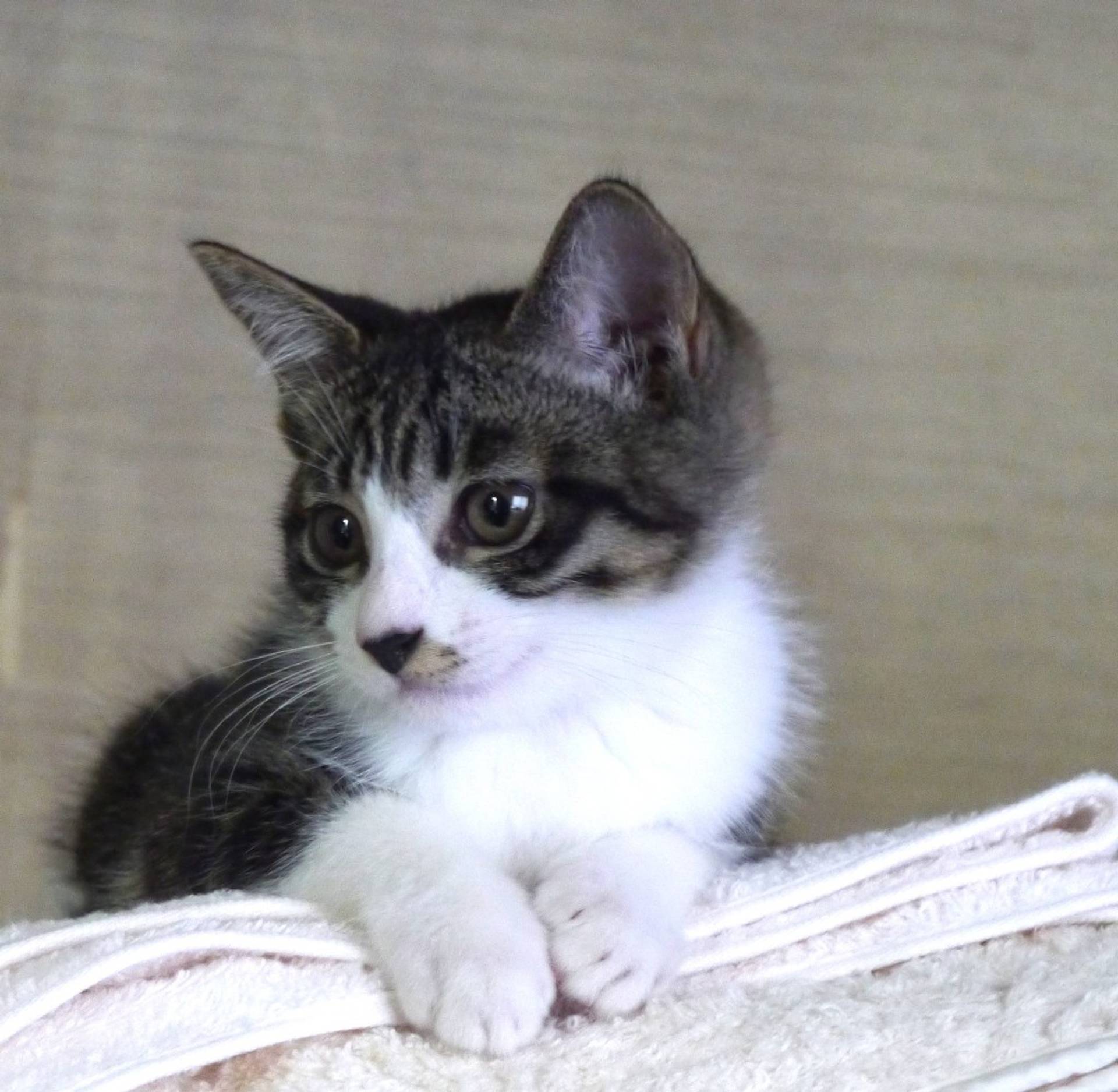 雑種（ミックス猫）・メスの里親募集の写真