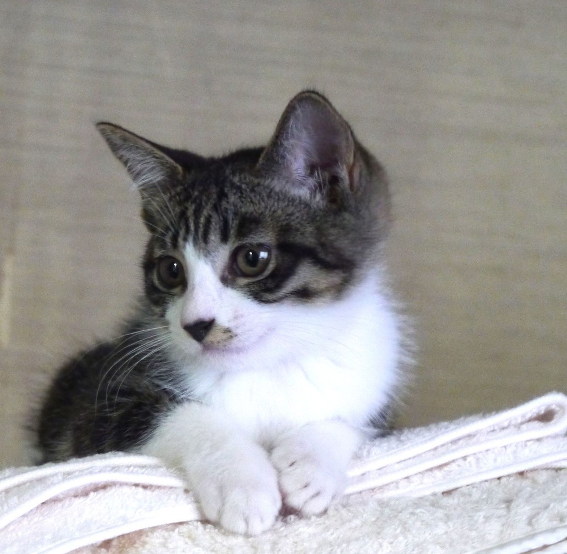 雑種（ミックス猫）・メスの里親募集の写真