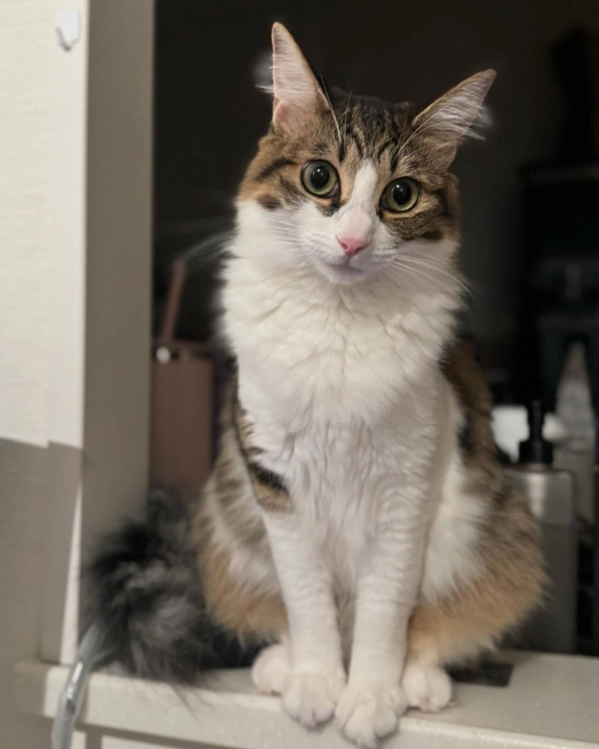 雑種（ミックス猫）・メスの里親募集の写真