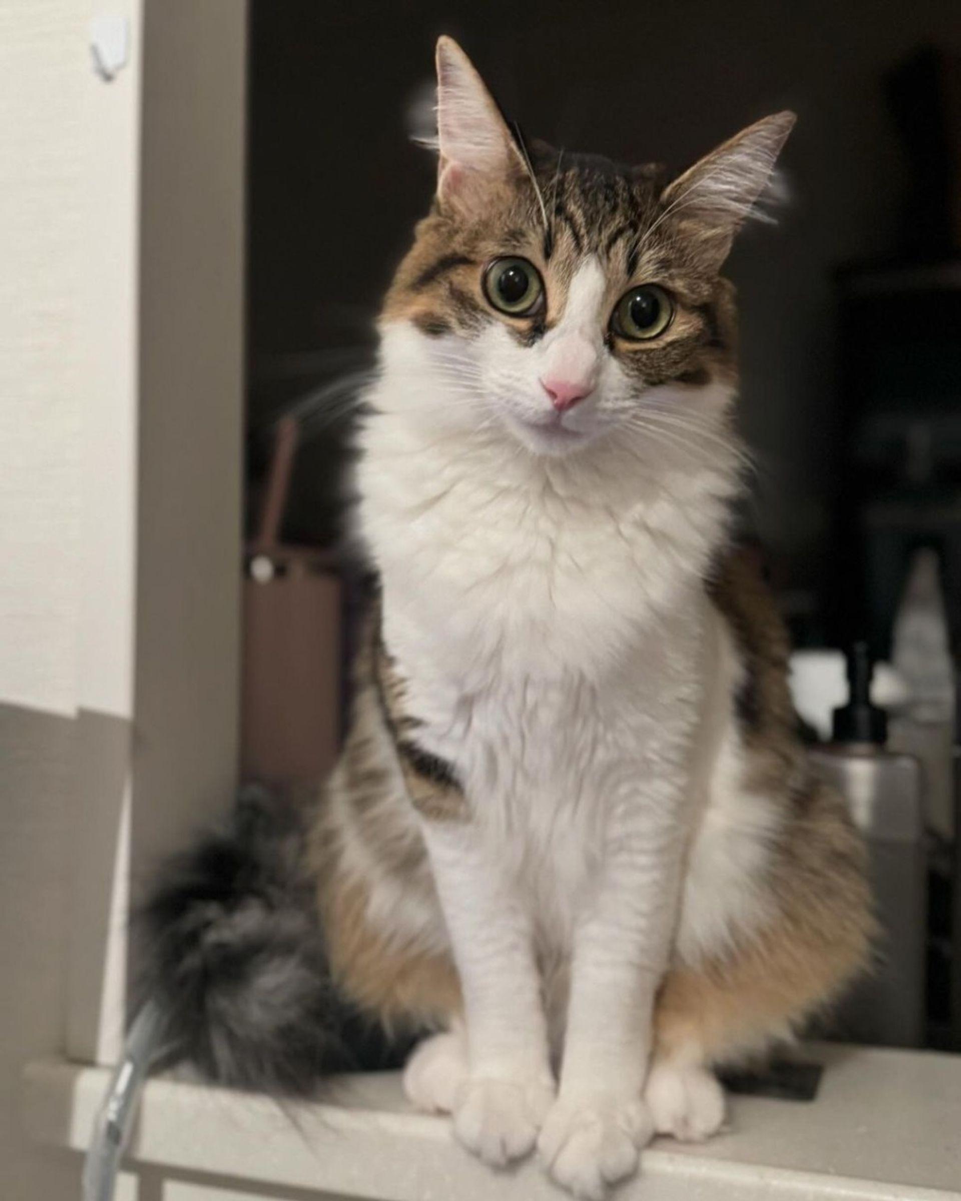 雑種（ミックス猫）・メスの里親募集の写真
