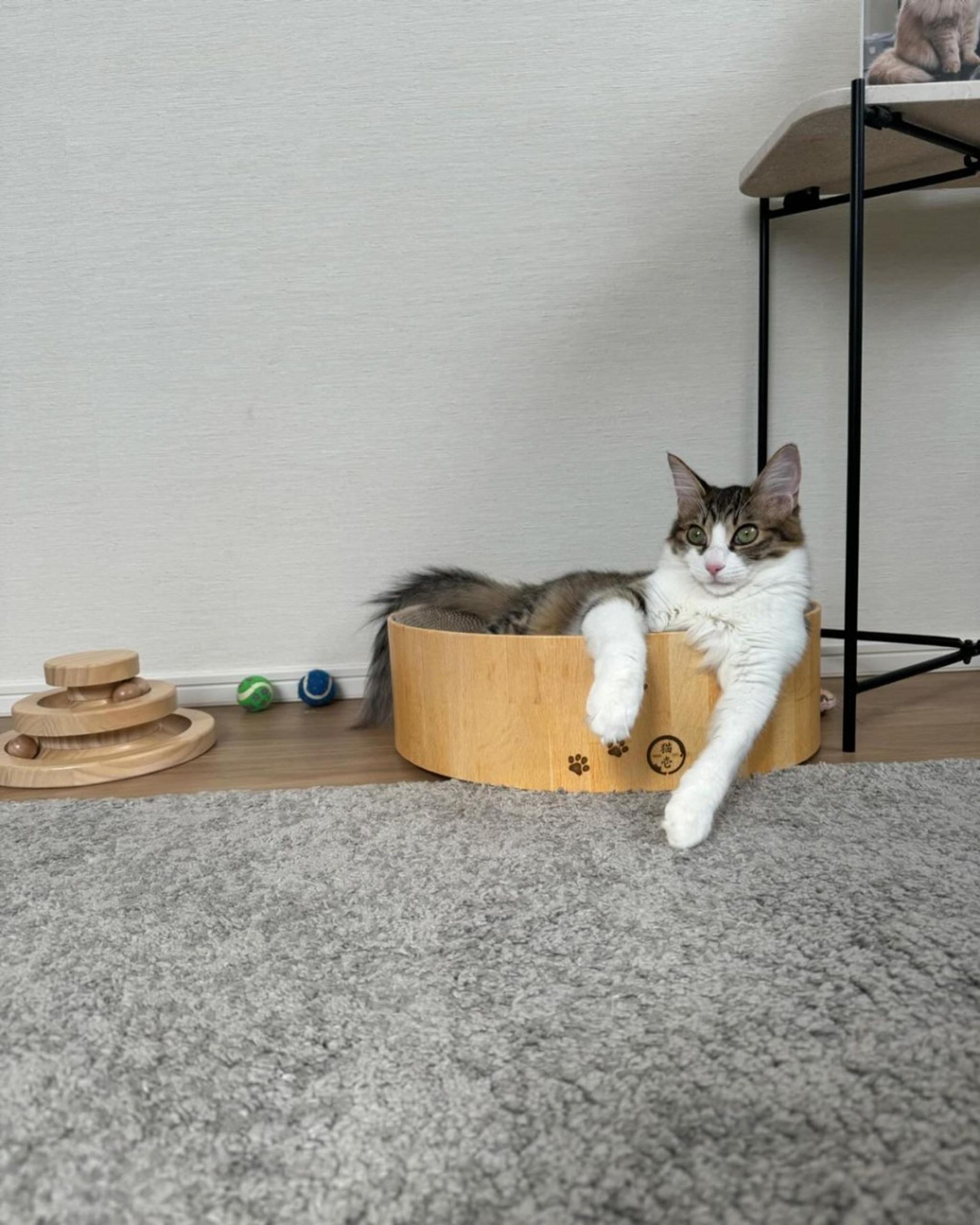 pet-image-10