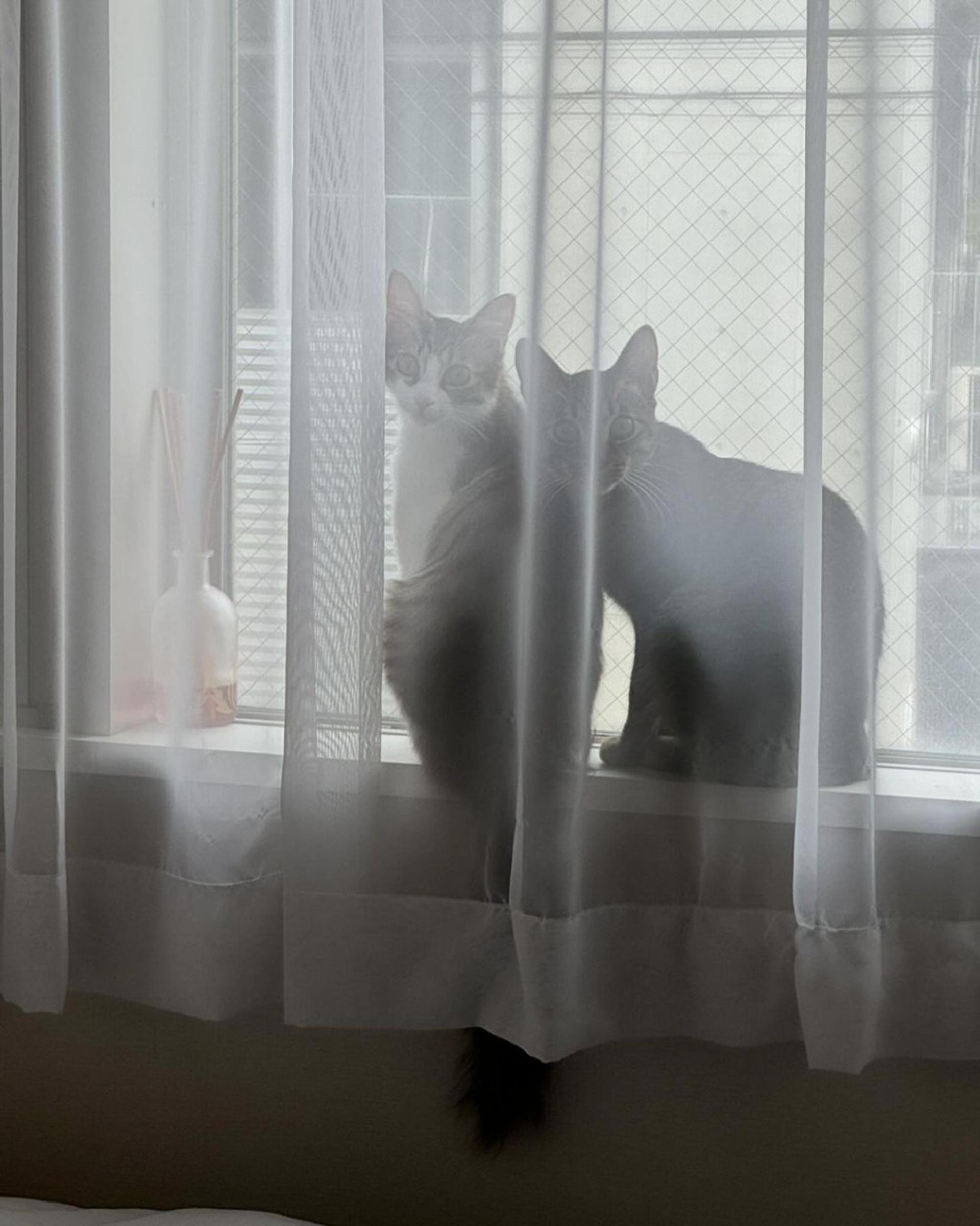 pet-image-9
