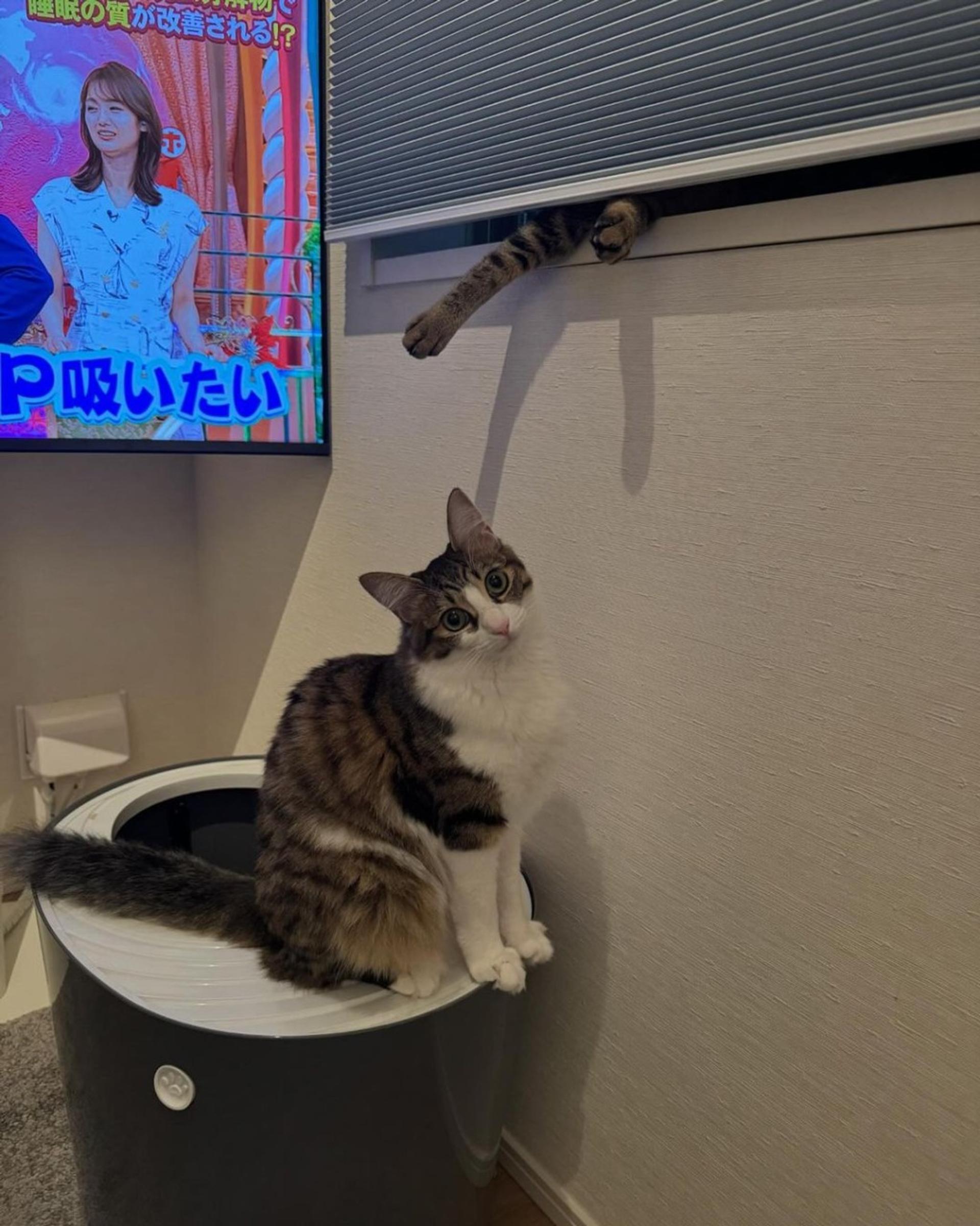 pet-image-4