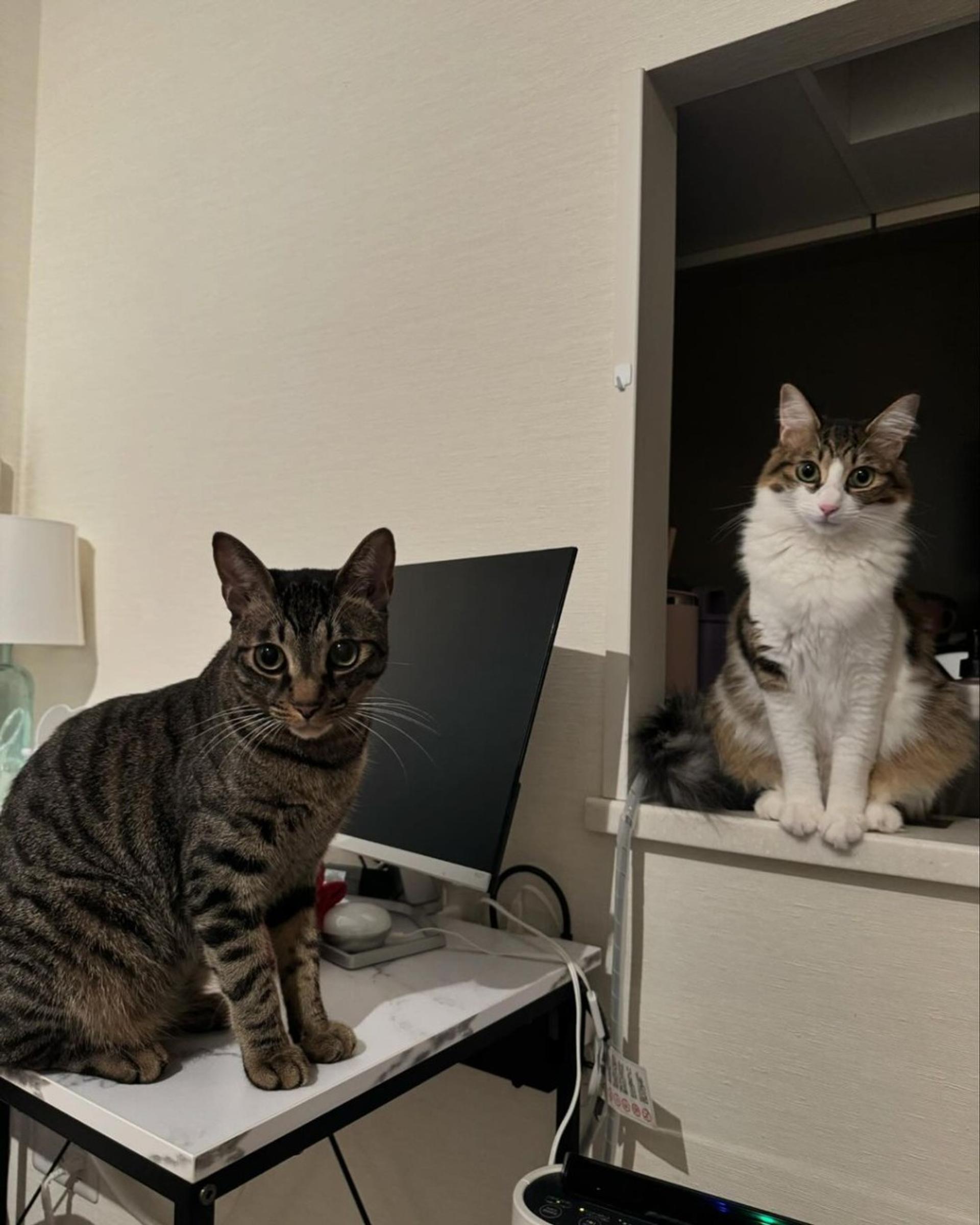 pet-image-5