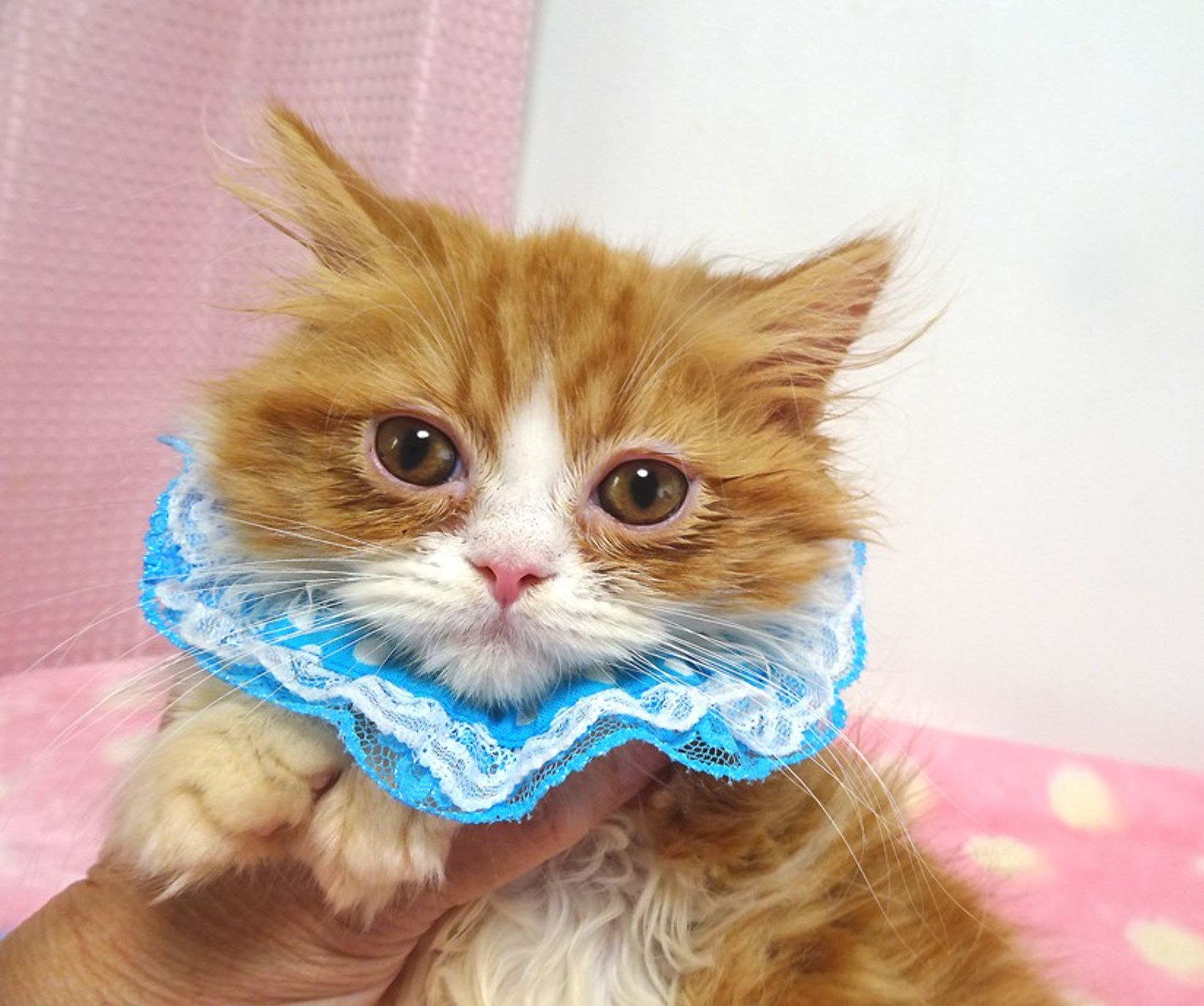 エキゾチックショートヘア・オスの里親募集の写真