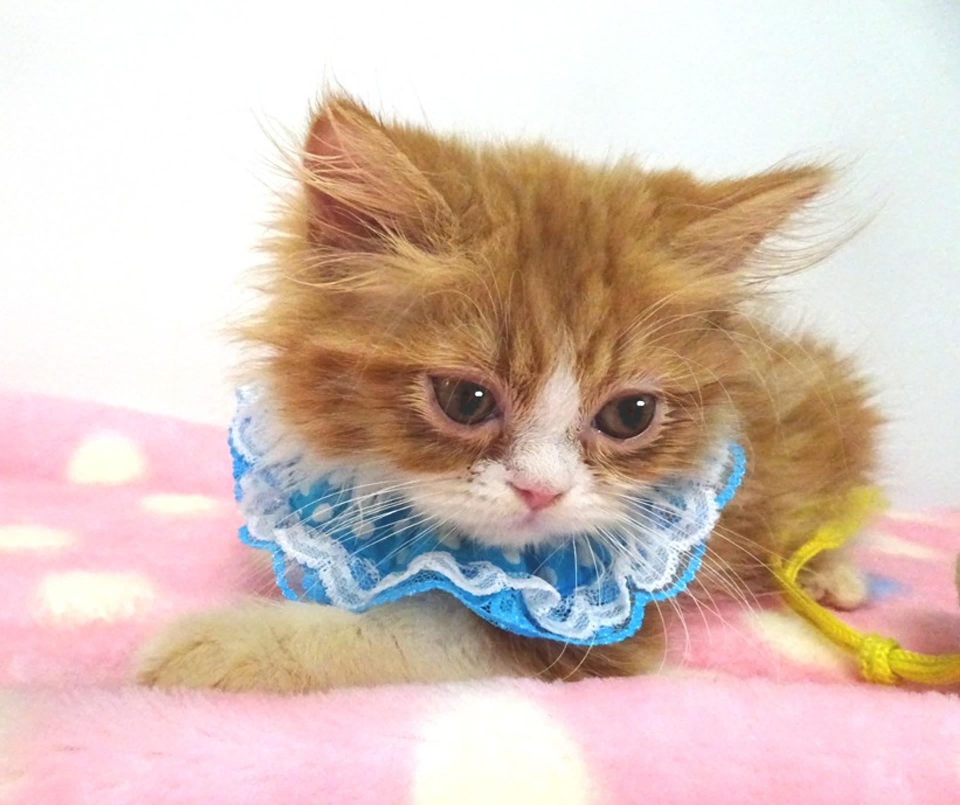 pet-image-3