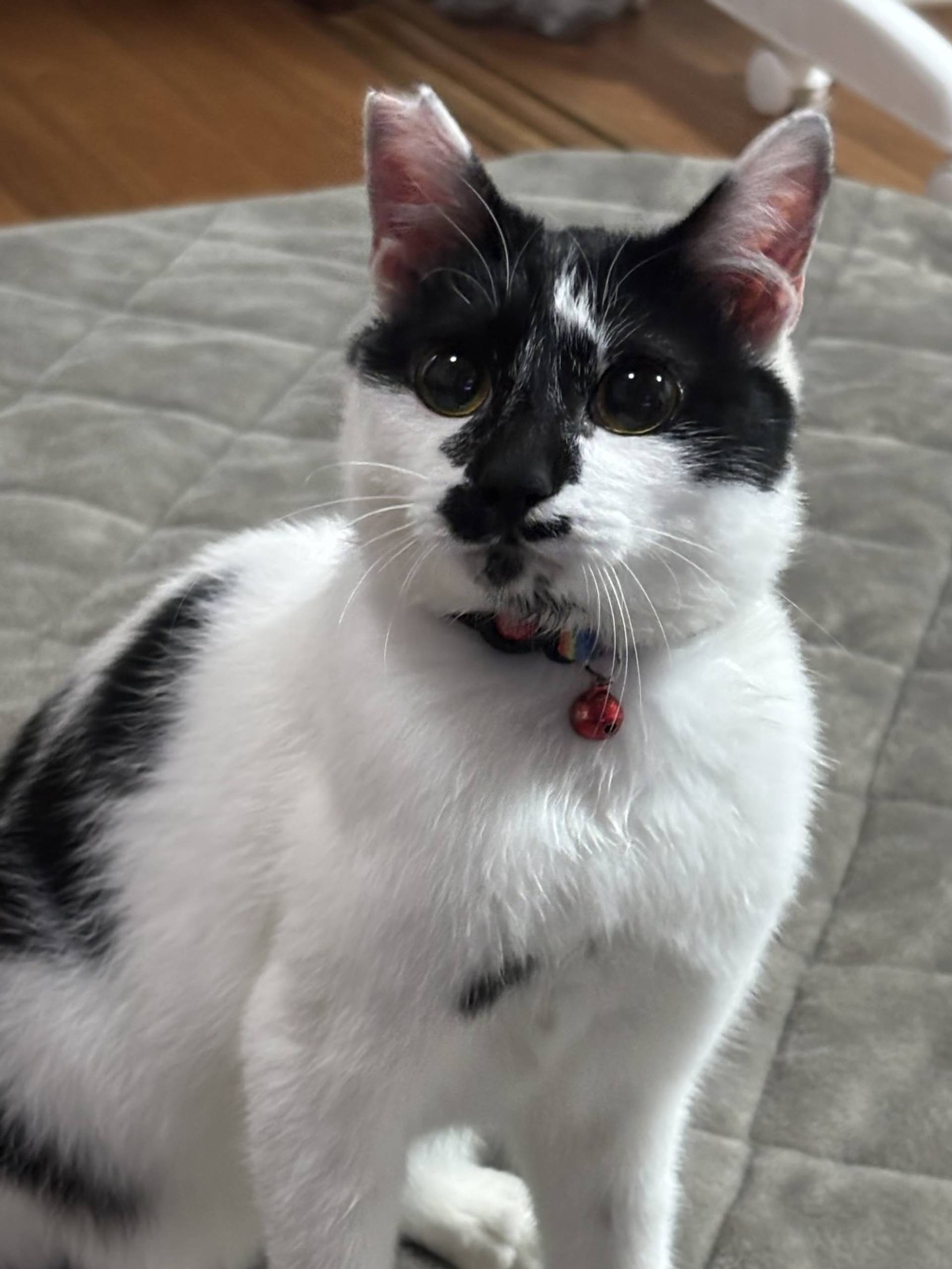 雑種（ミックス猫）・オスの里親募集の写真