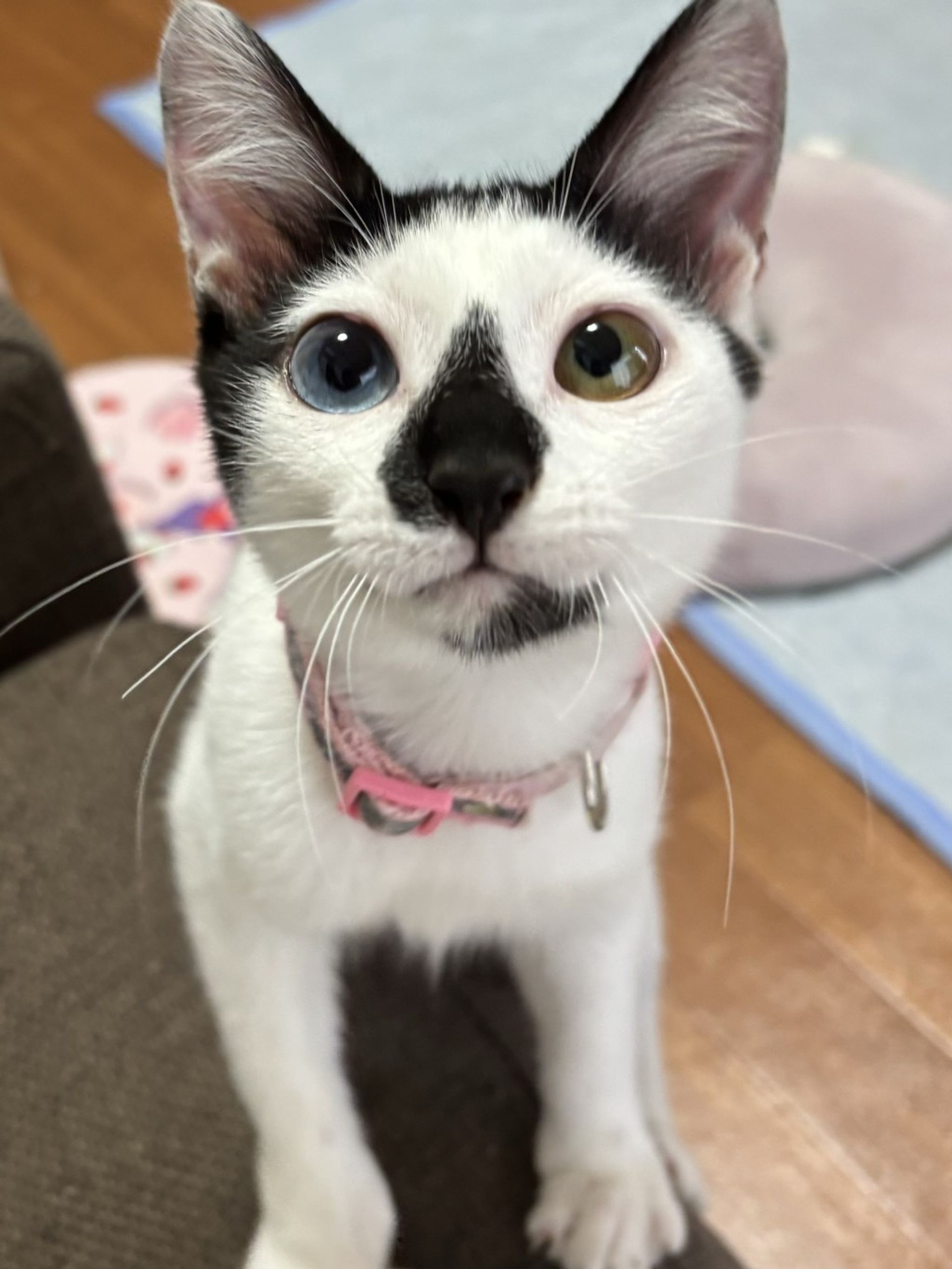 雑種（ミックス猫）・オスの里親募集の写真
