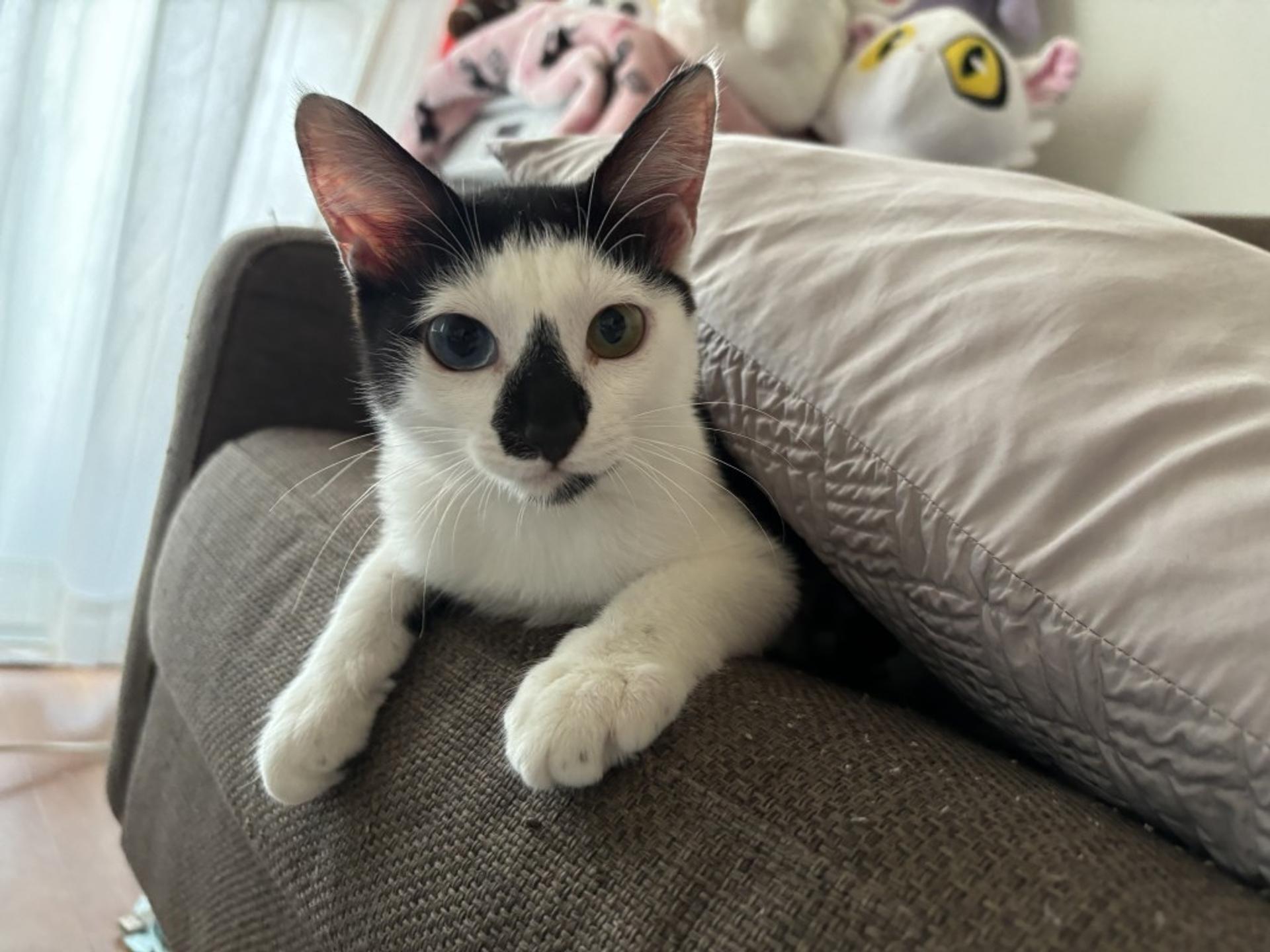 pet-image-2