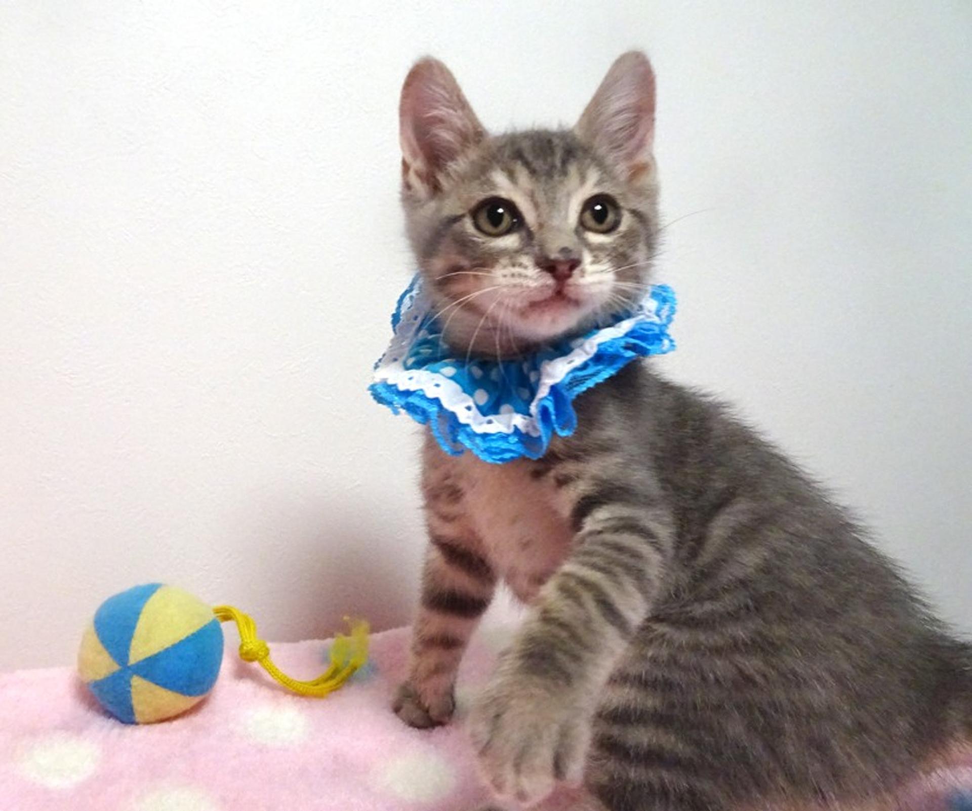 pet-image-3