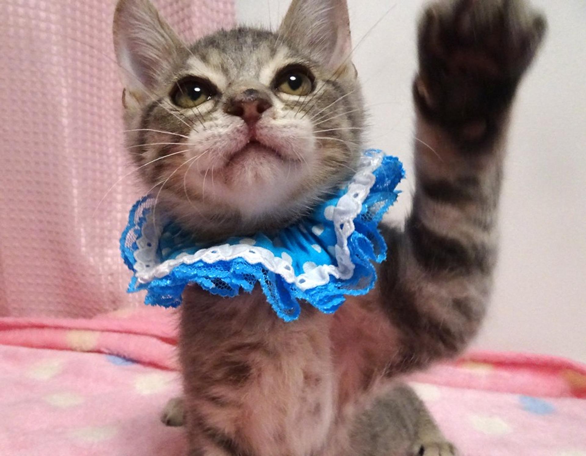 pet-image-4