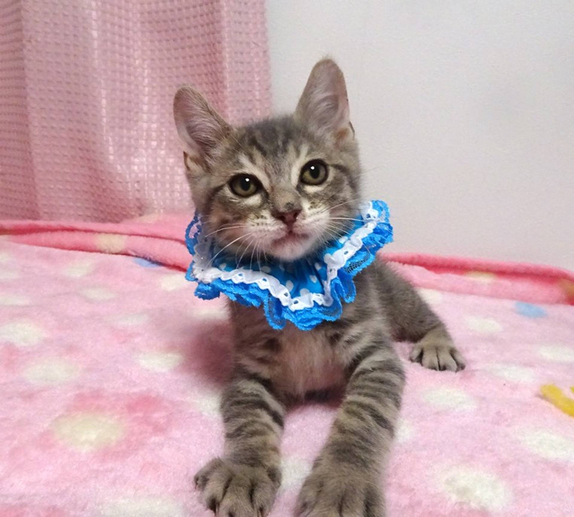 雑種（ミックス猫）・オスの里親募集の写真