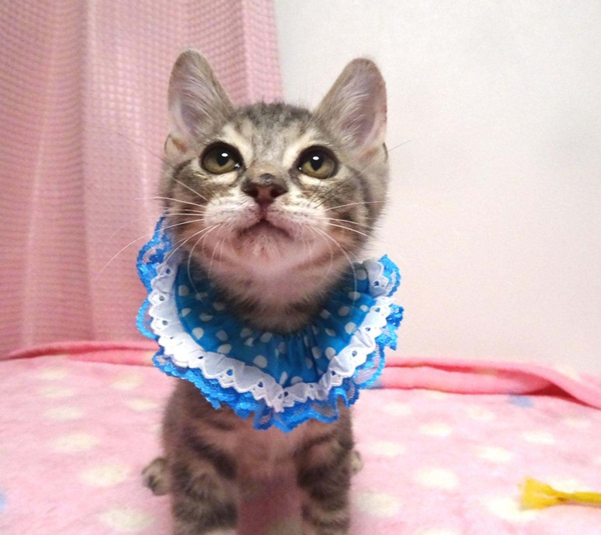 pet-image-2