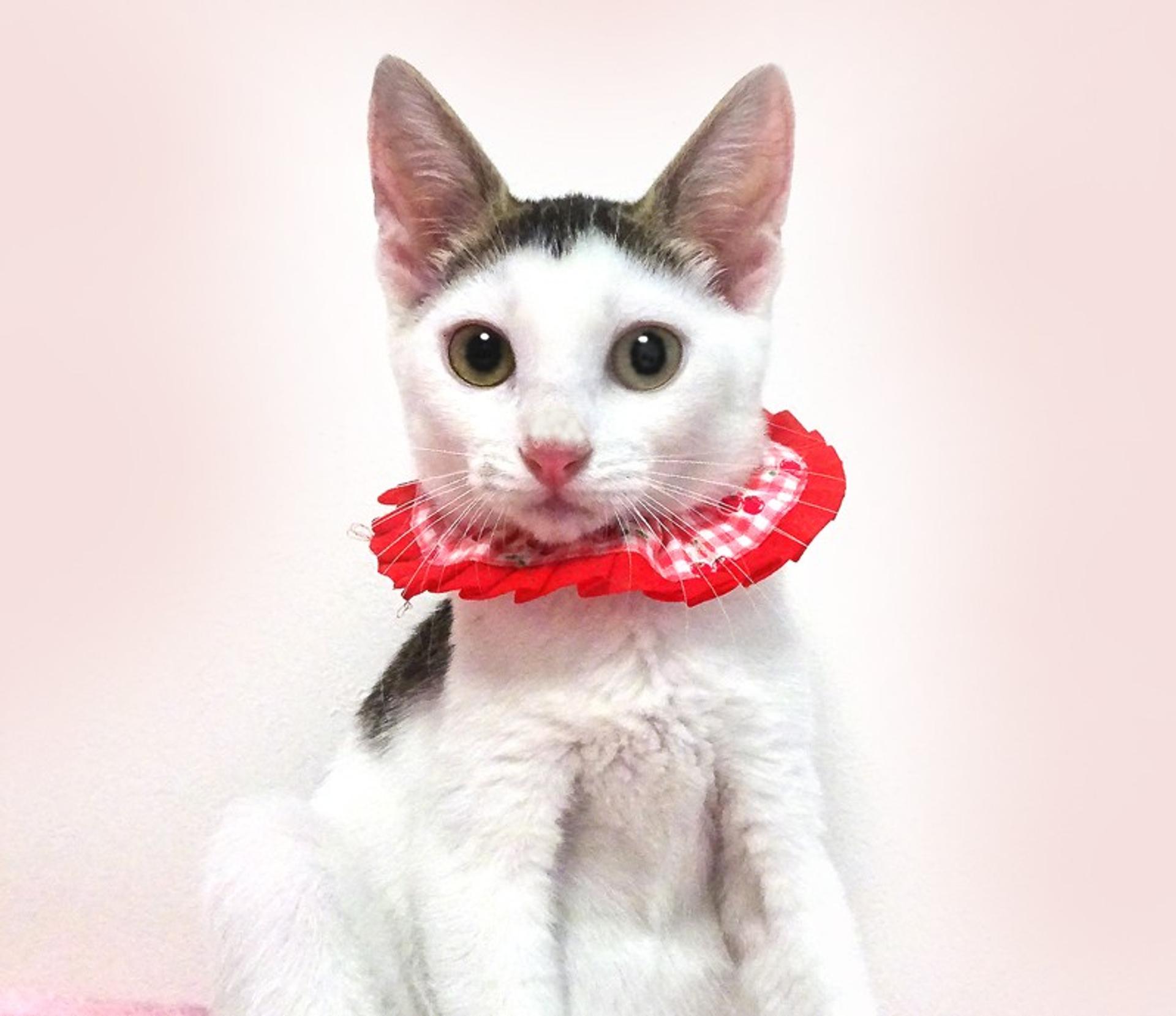 pet-image-2