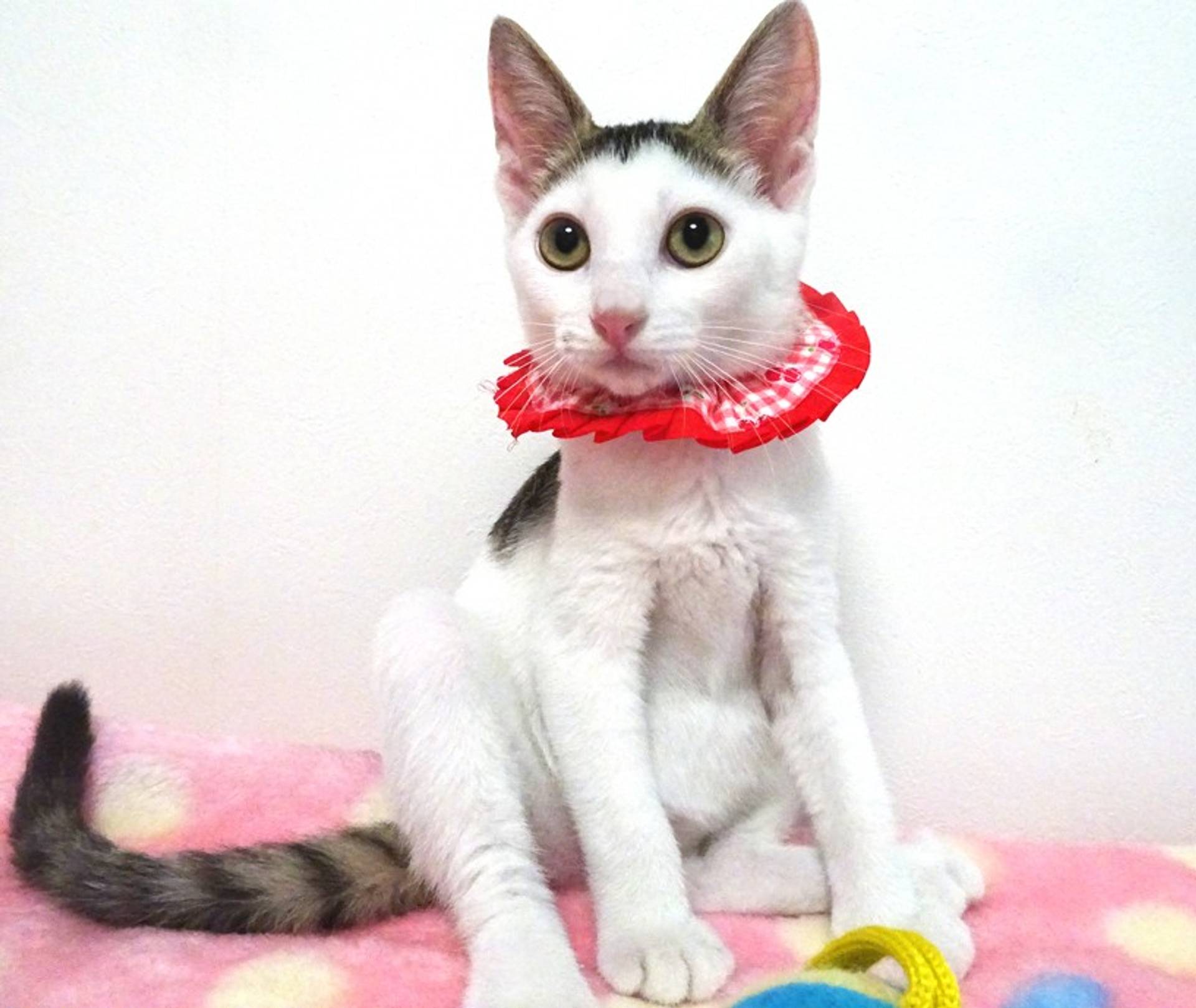 雑種（ミックス猫）・メスの里親募集の写真
