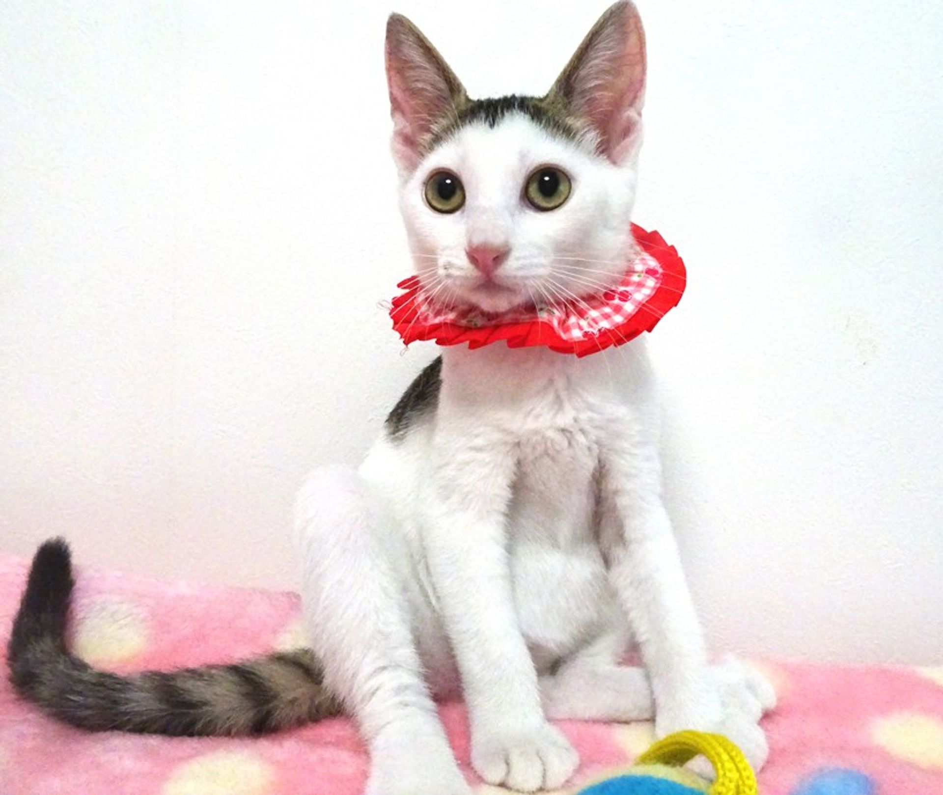 雑種（ミックス猫）・メスの里親募集の写真