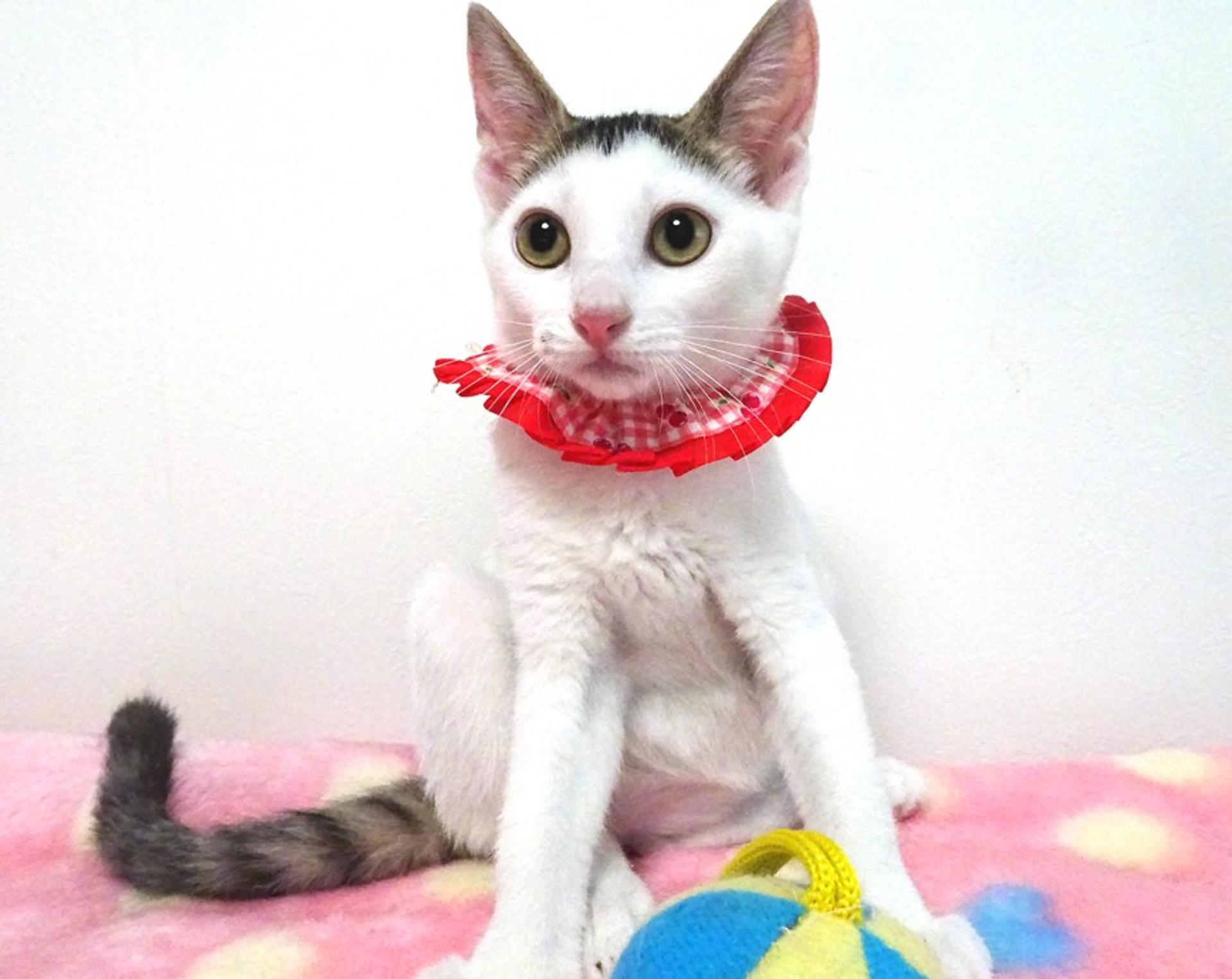 pet-image-3
