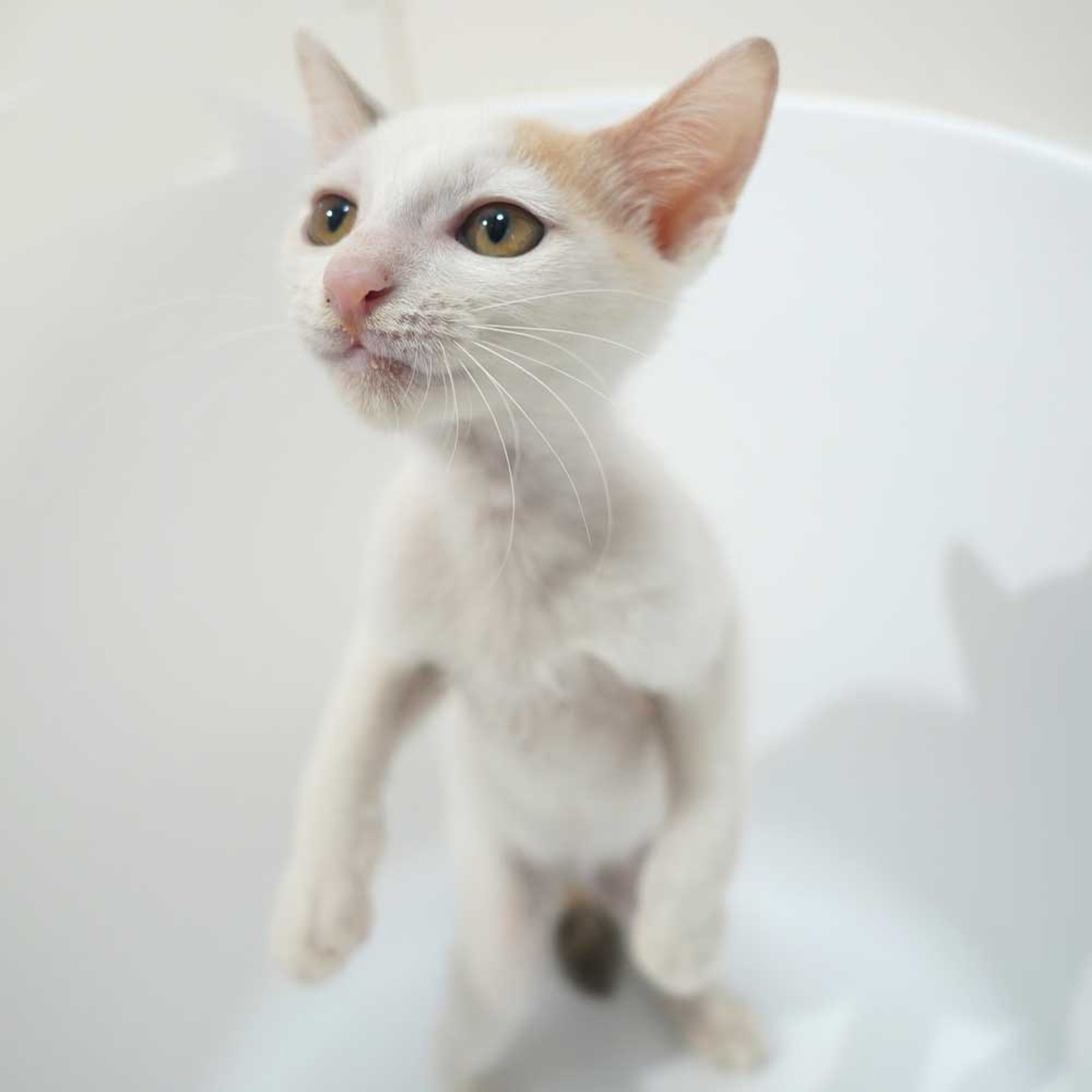 pet-image-5