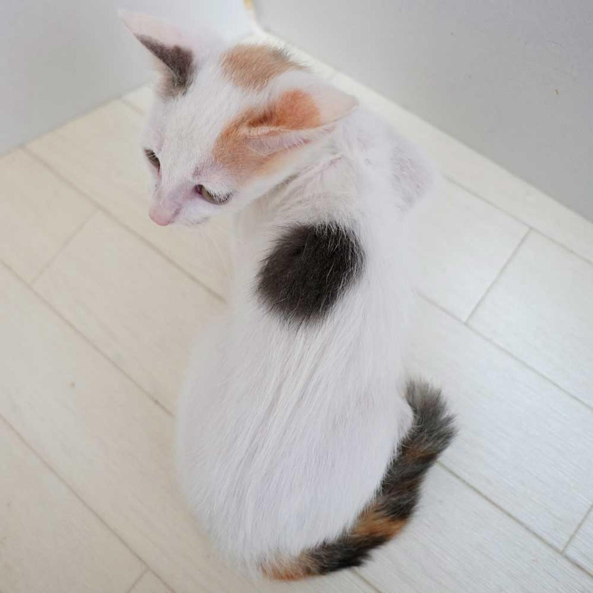 pet-image-6