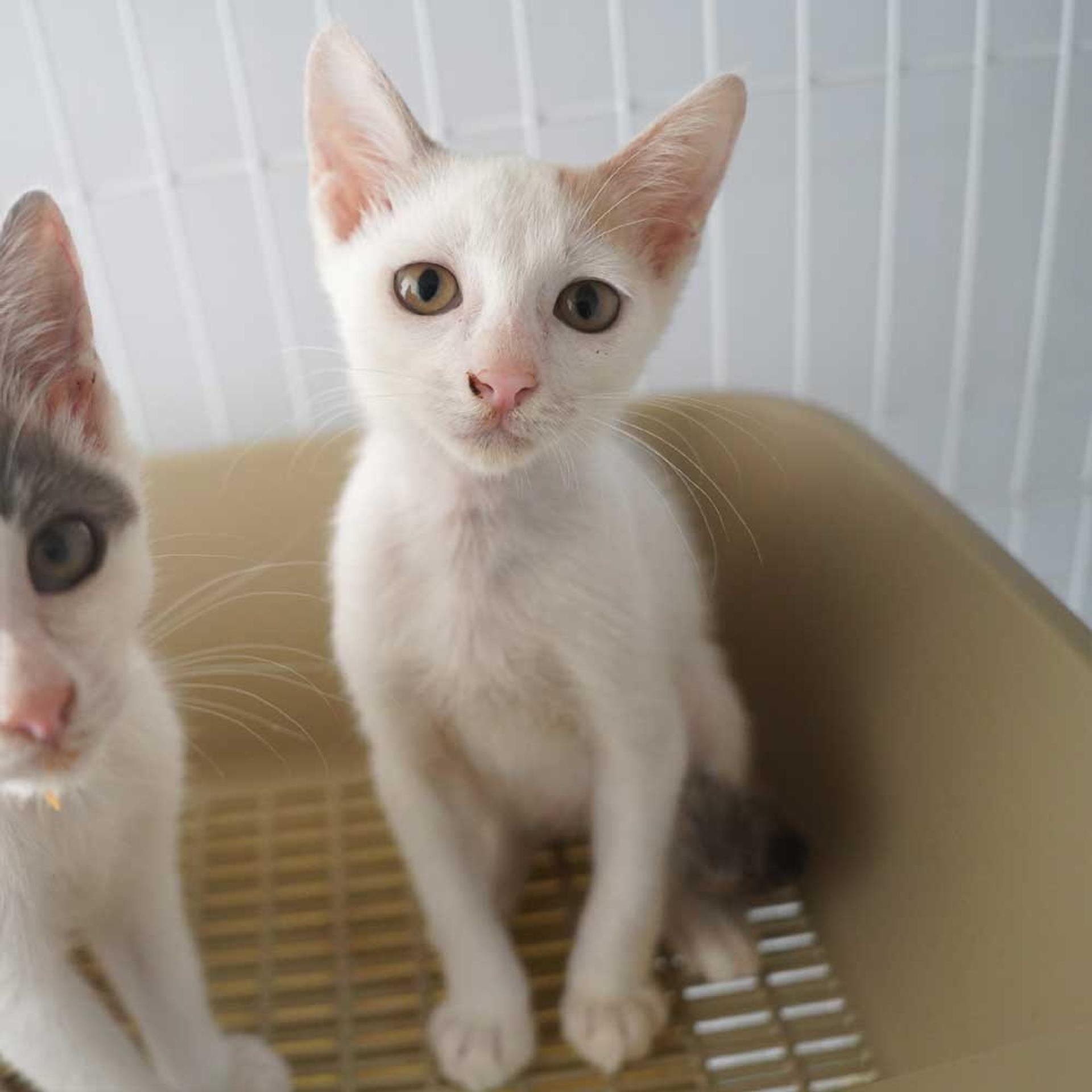 pet-image-7