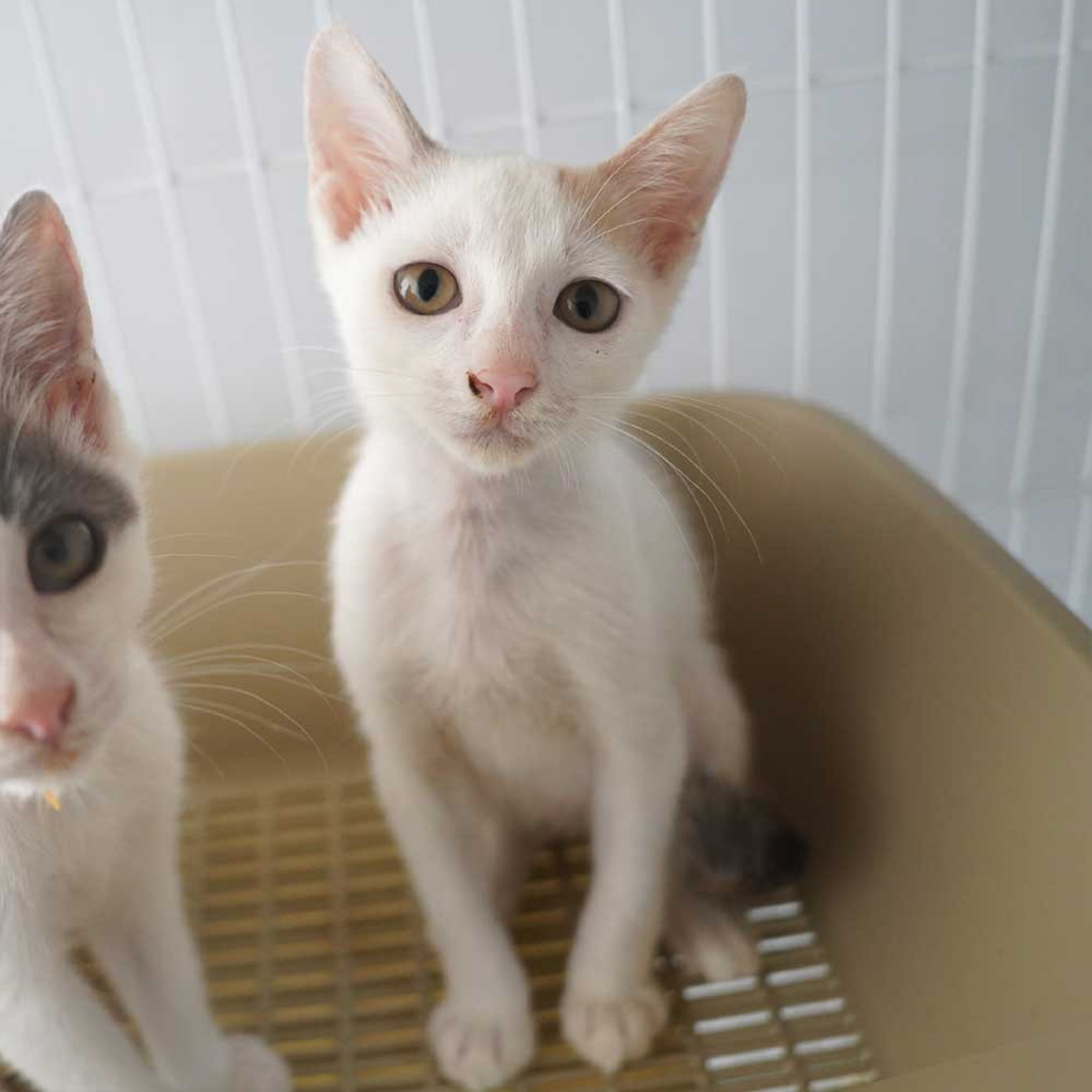 pet-image-7