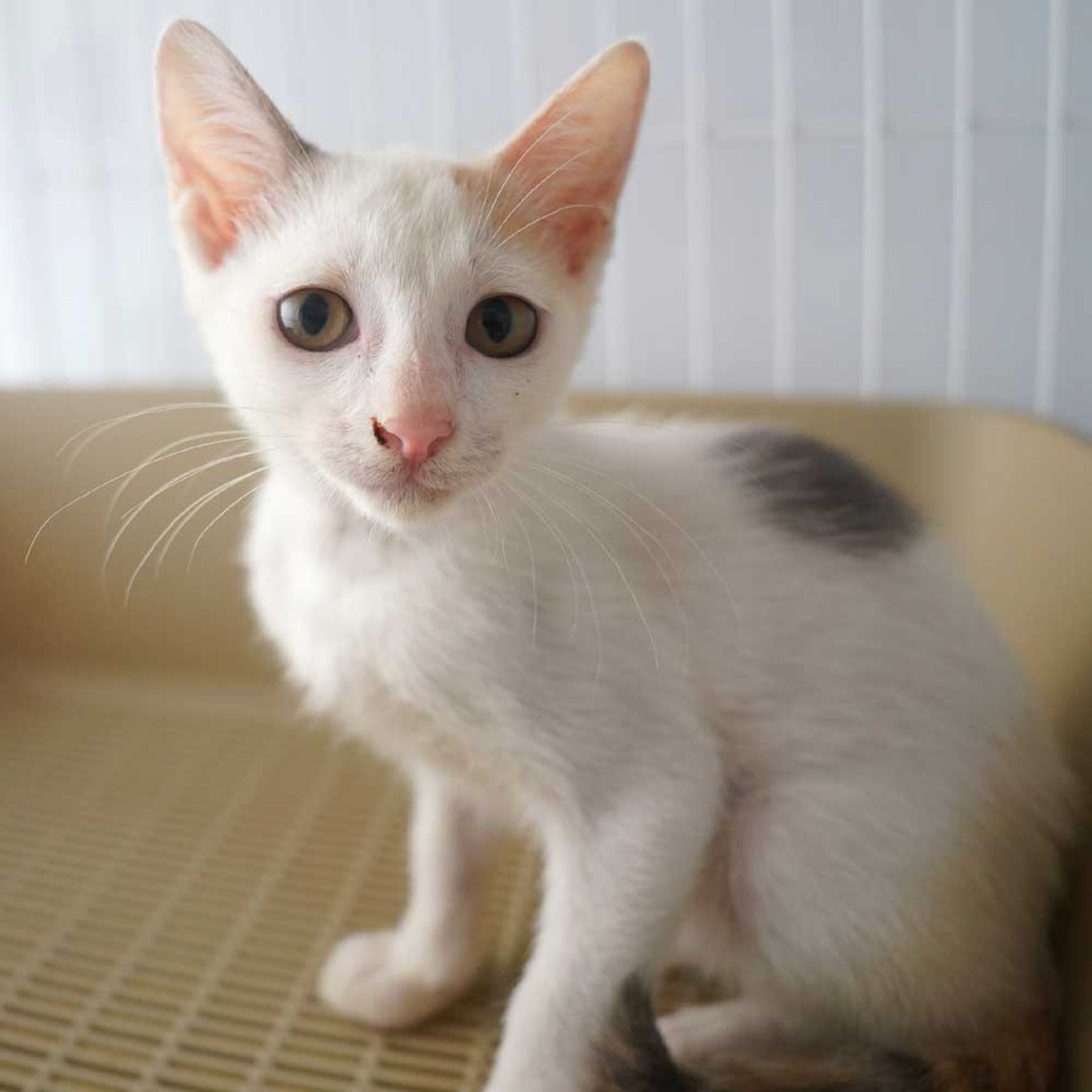 雑種（ミックス猫）・メスの里親募集の写真