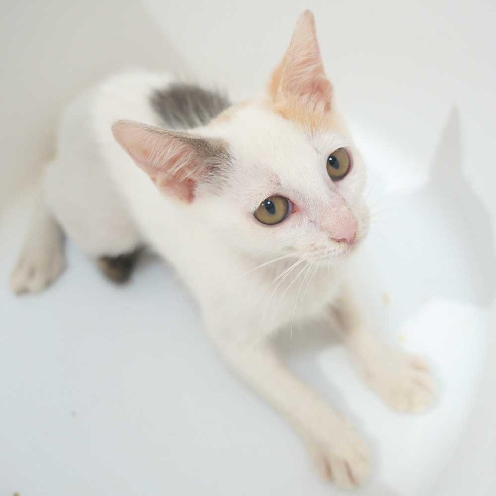 pet-image-10