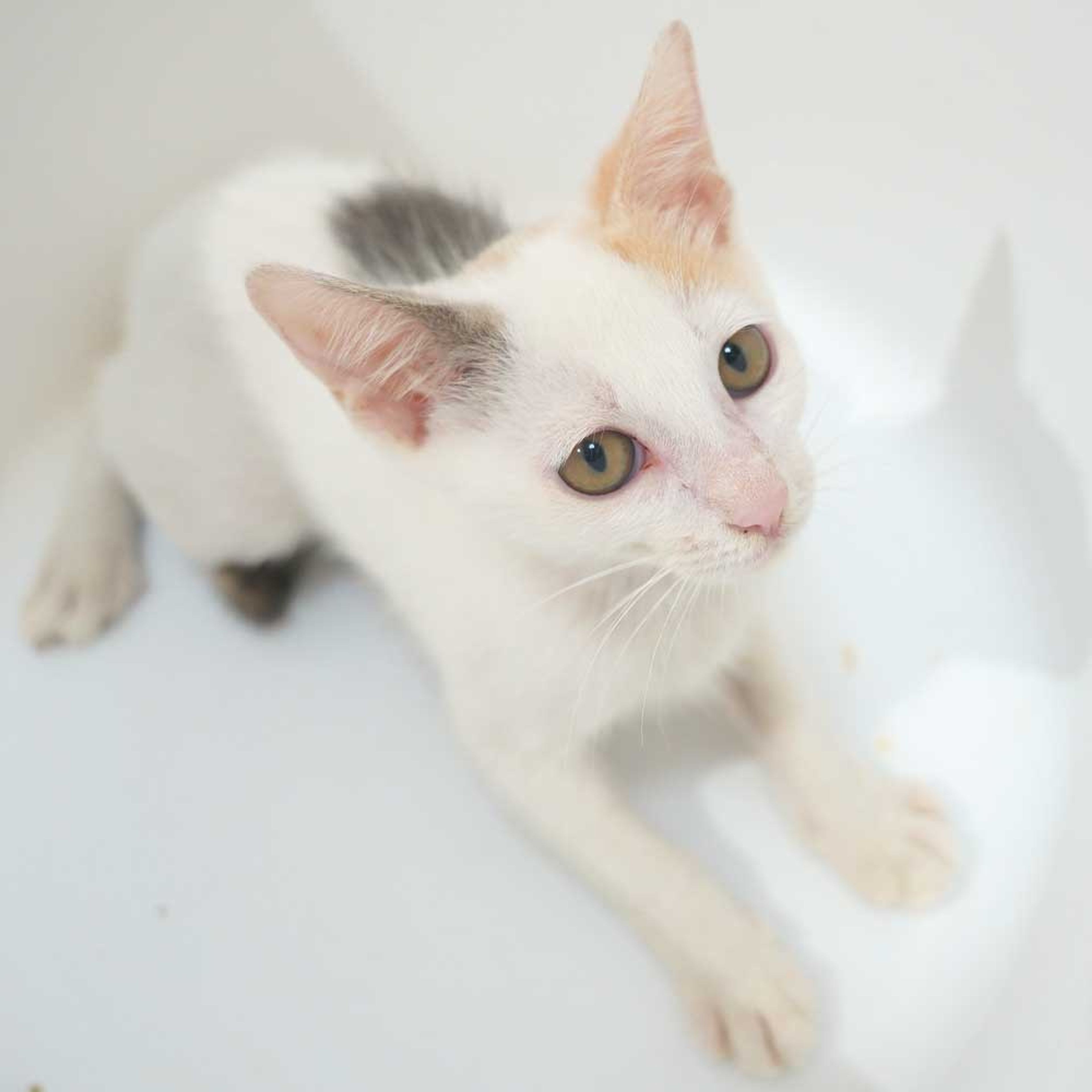 pet-image-10