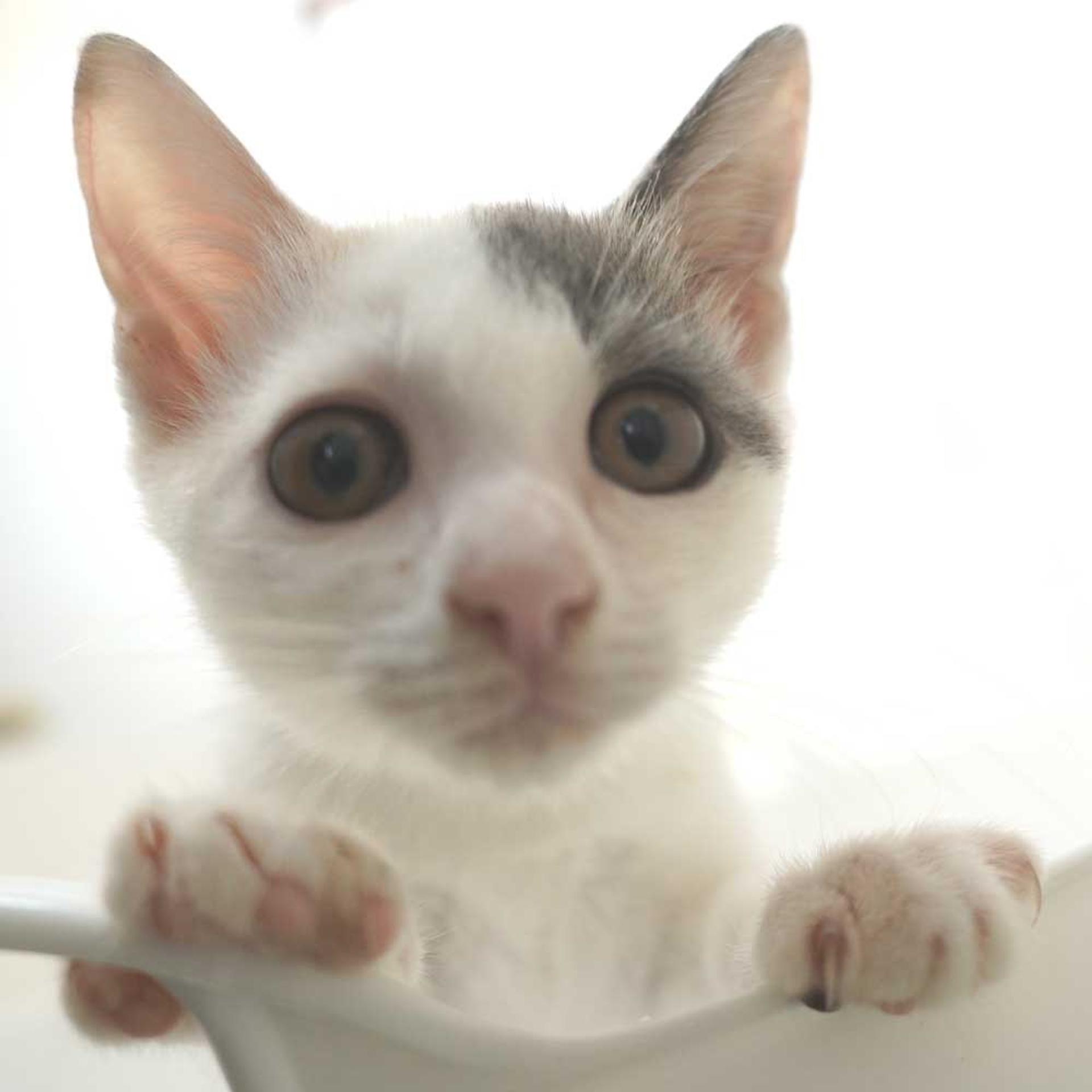 pet-image-5
