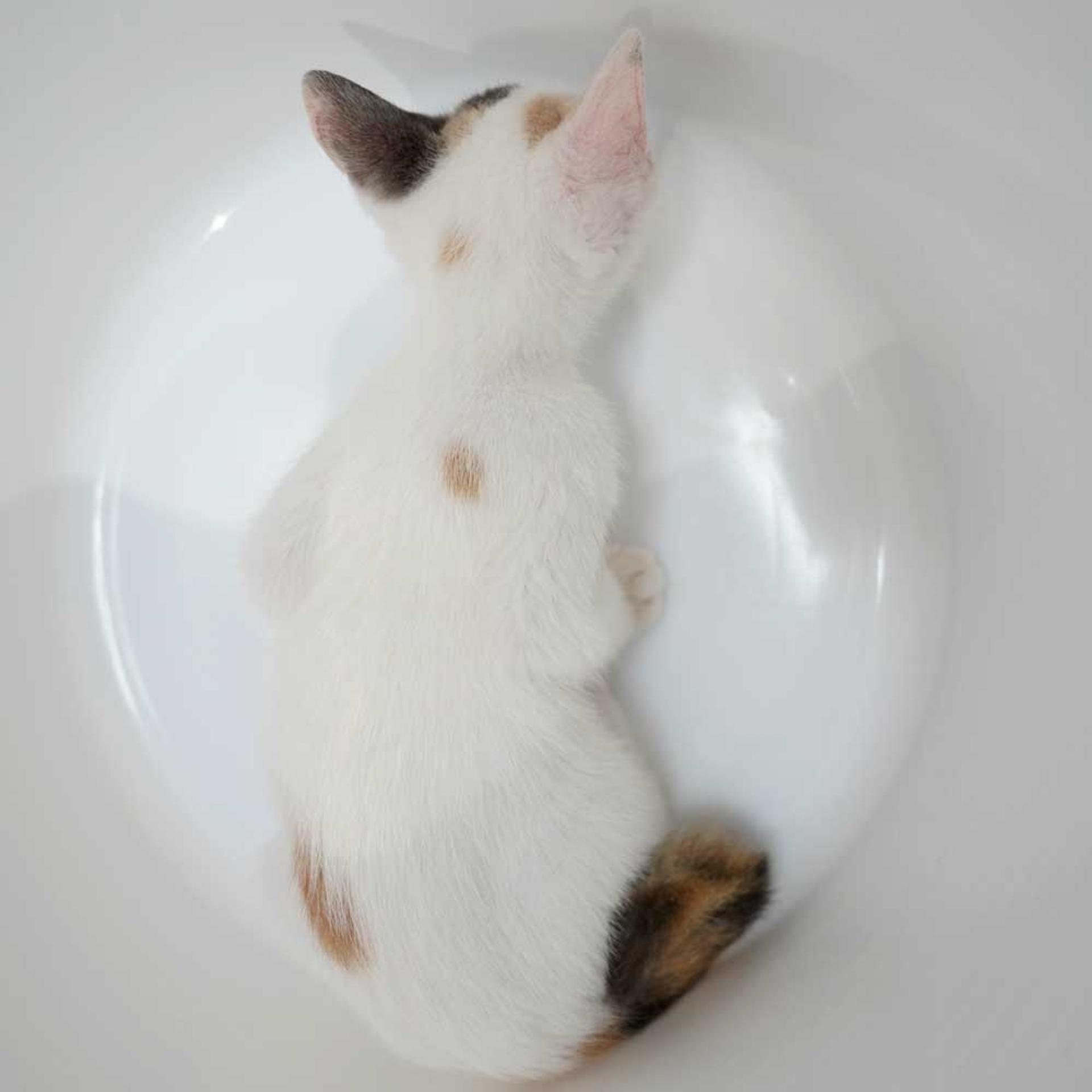 pet-image-6