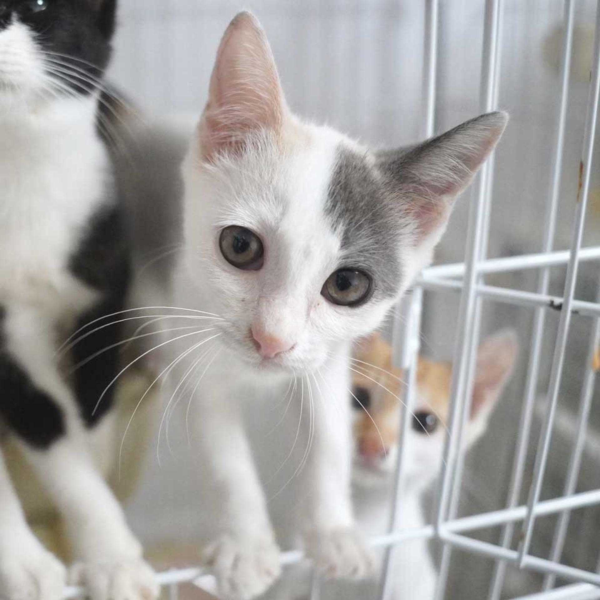 pet-image-7