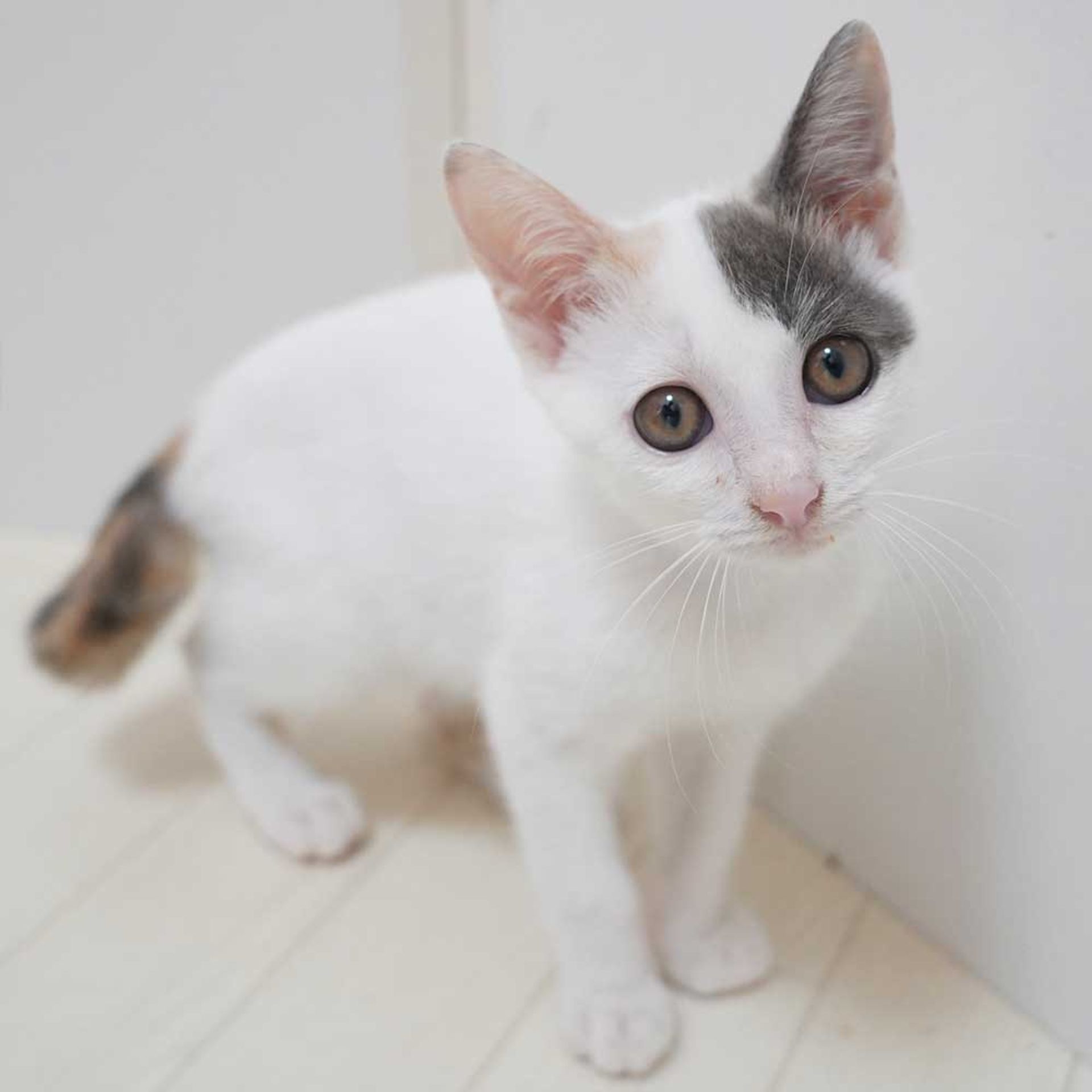 雑種（ミックス猫）・オスの里親募集の写真